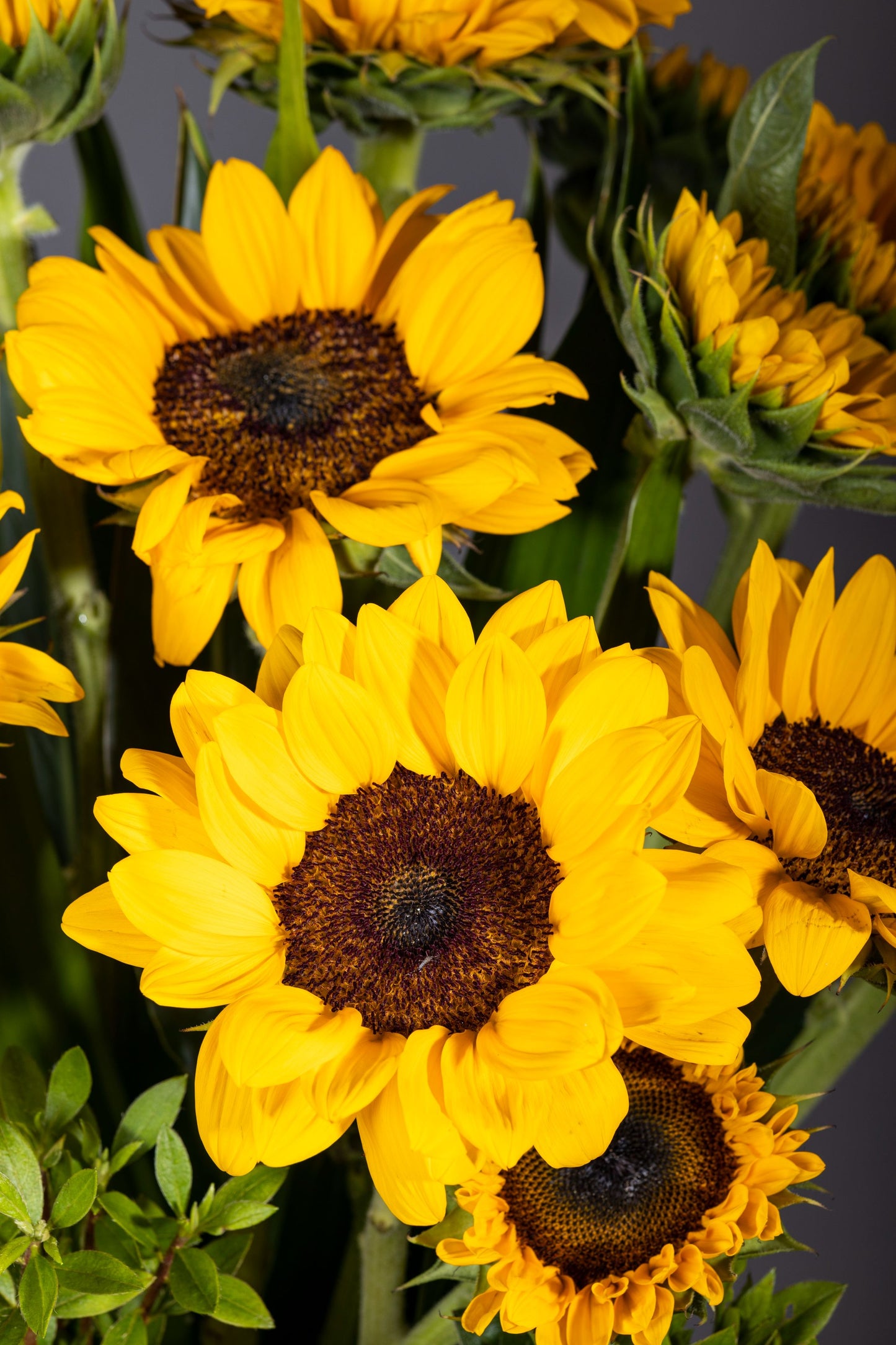 SUN KISSED – Bright and fresh long-stemmed Sunflowers bouquet | Flower delivery in Bengaluru | Buy flower bouquets online Bengaluru | Same-day flower delivery Bengaluru | Online florist Bengaluru | Order flowers online Bengaluru