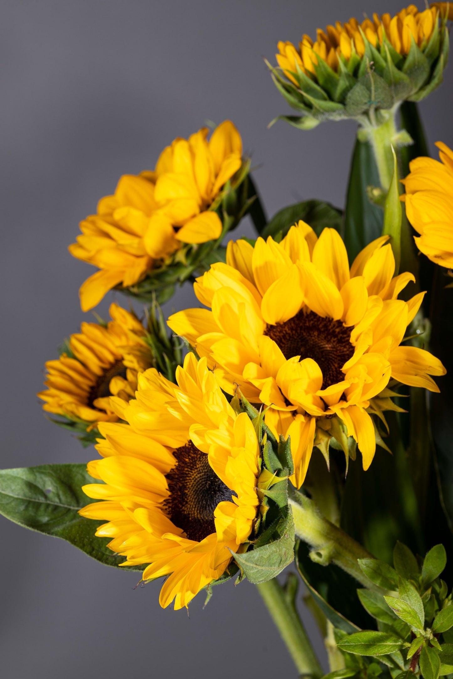 SUN KISSED – Bright and fresh long-stemmed Sunflowers bouquet | Flower delivery in Bengaluru | Buy flower bouquets online Bengaluru | Same-day flower delivery Bengaluru | Online florist Bengaluru | Order flowers online Bengaluru