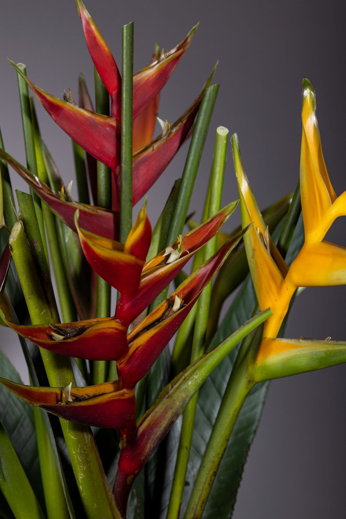 TROPICAL BONANZA – Stunning Heliconia flower bouquet in a glass biscuit jar | Flower delivery in Bengaluru | Buy flower bouquets online Bengaluru | Same-day flower delivery Bengaluru | Online florist Bengaluru | Order flowers online Bengaluru | Luxury flower bouquet in Bengaluru