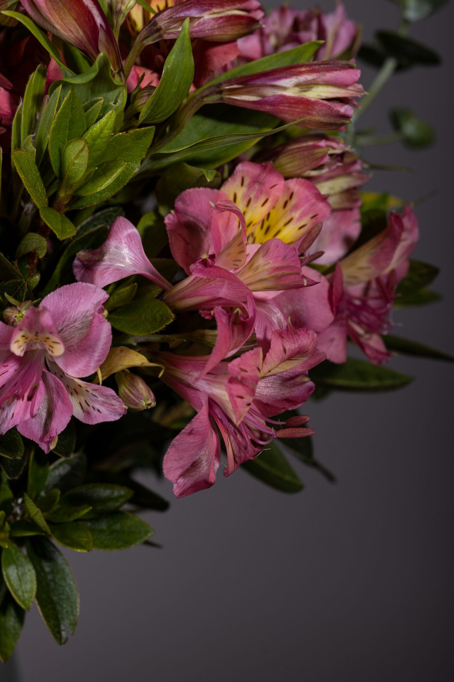 Elegant alstroemeria flowers in multiple shades, inspired by the natural beauty of the misty Nilgiri mountains