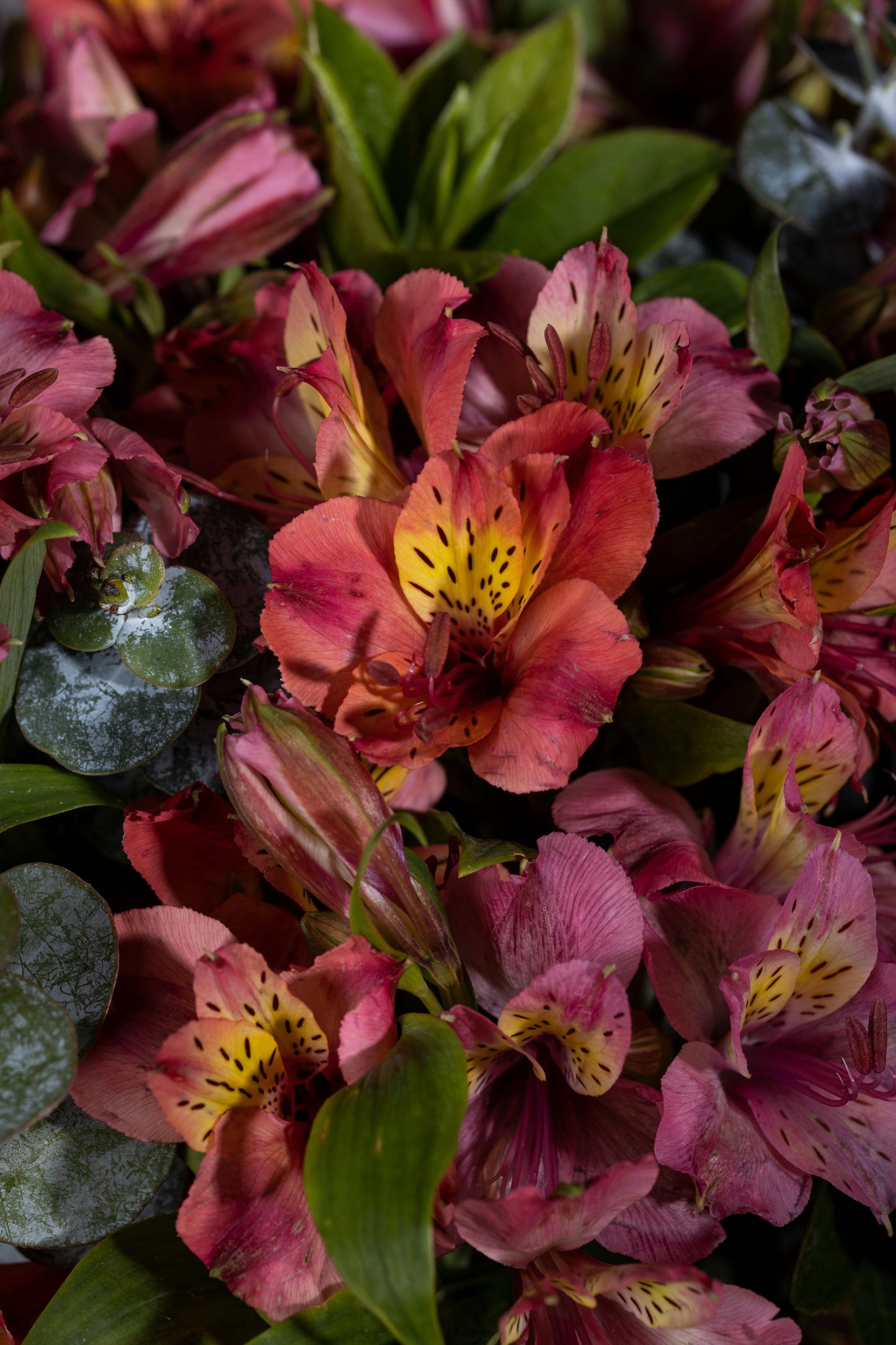 Elegant alstroemeria flowers in multiple shades, inspired by the natural beauty of the misty Nilgiri mountains