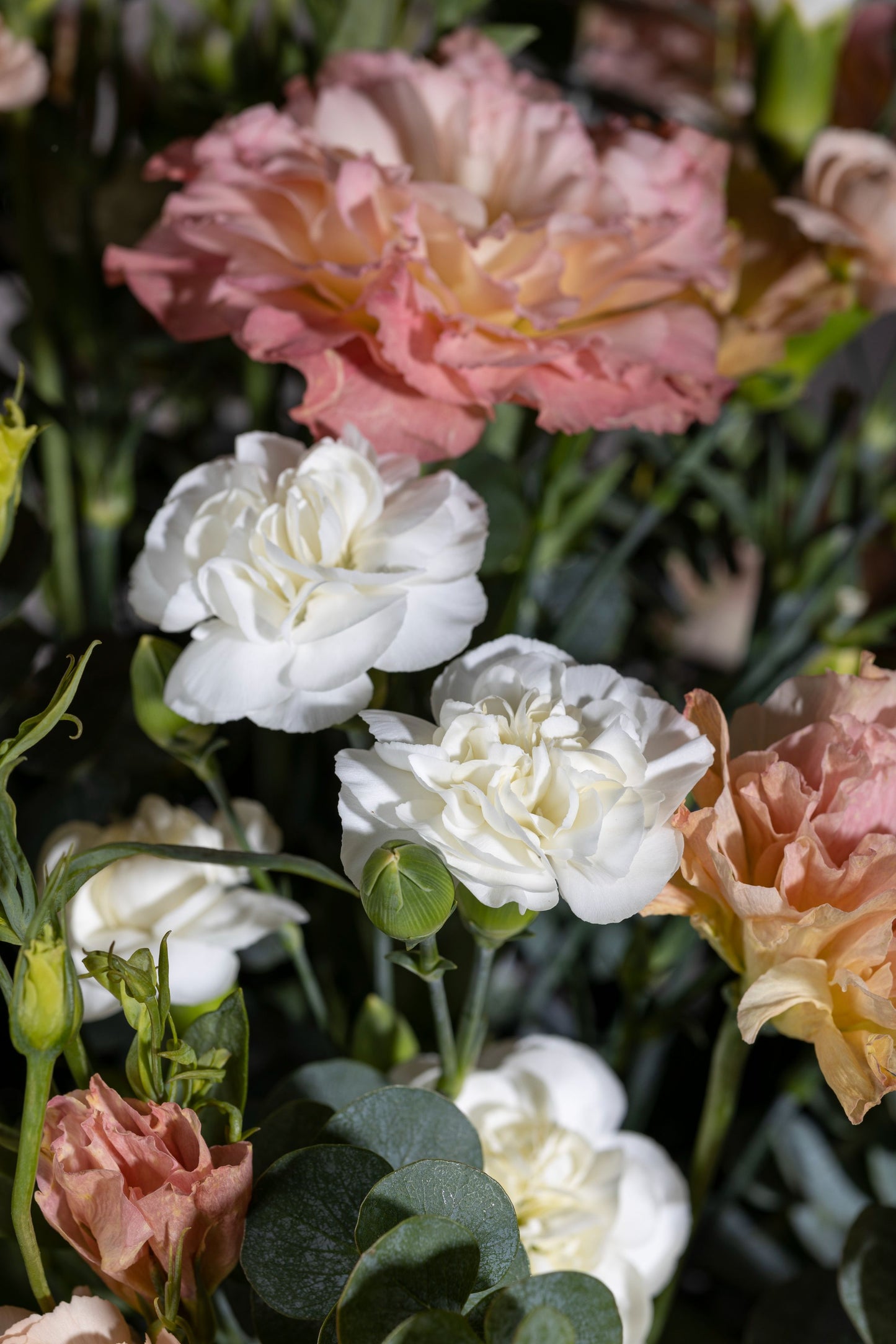 Peaches and Cream – A charming bell jar arrangement featuring delicate Peach Lisianthus flowers alongside elegant White Carnations, complemented by lush foliage. A perfect gift for birthdays, anniversaries, thank you gestures, congratulations, and new baby celebrations