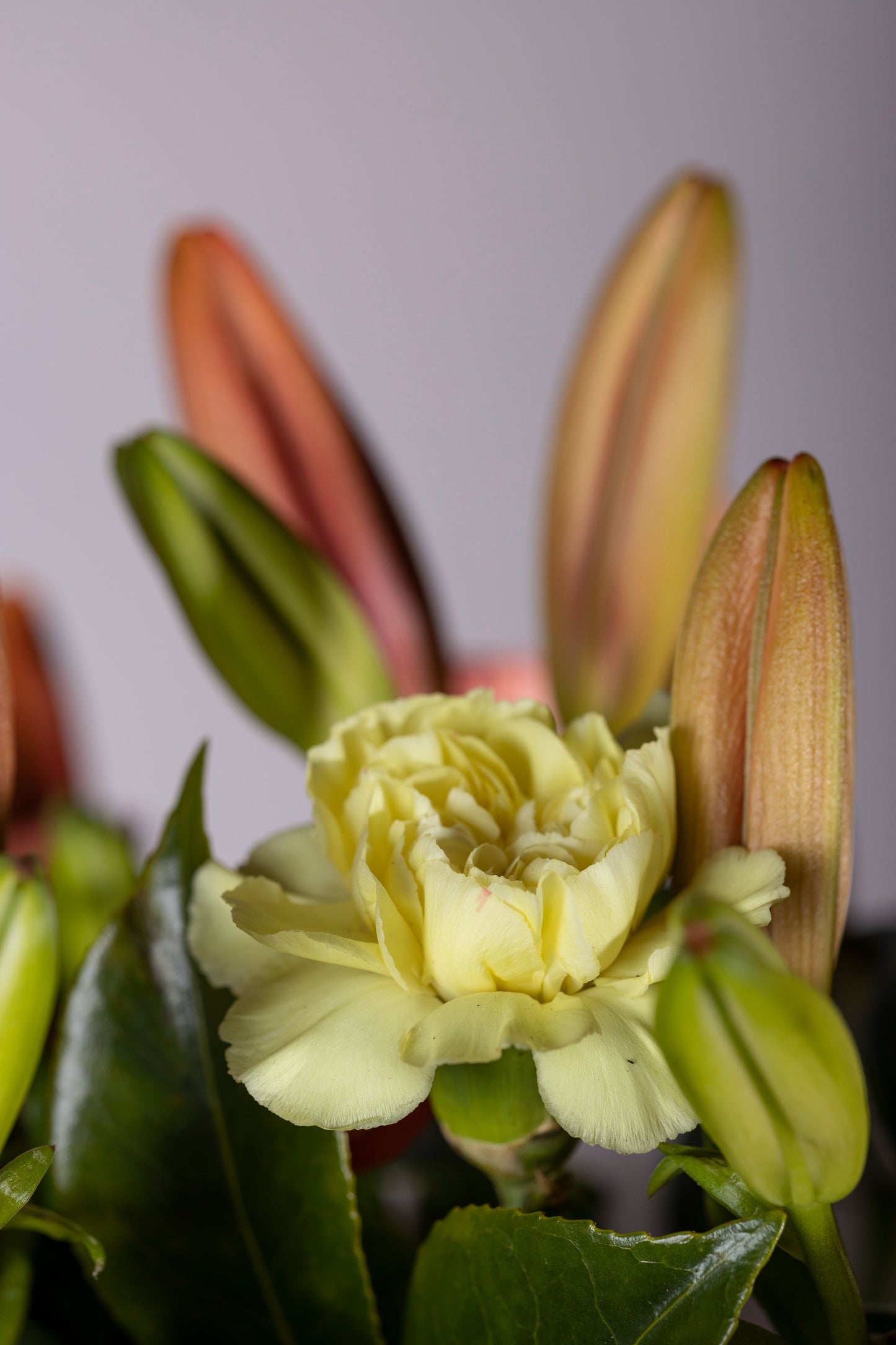 Big Hugs - A custom signature keepsake box with maroon lilies and yellow carnations, accented by exotic foliage. Perfect for birthdays, anniversaries, thank you gifts, congratulations, and new baby celebrations. Flower delivery in Bengaluru | Buy flower bouquets online Bengaluru | Same-day flower delivery Bengaluru | Online florist Bengaluru | Order flowers online Bengaluru | Luxury flower bouquet in Bengaluru