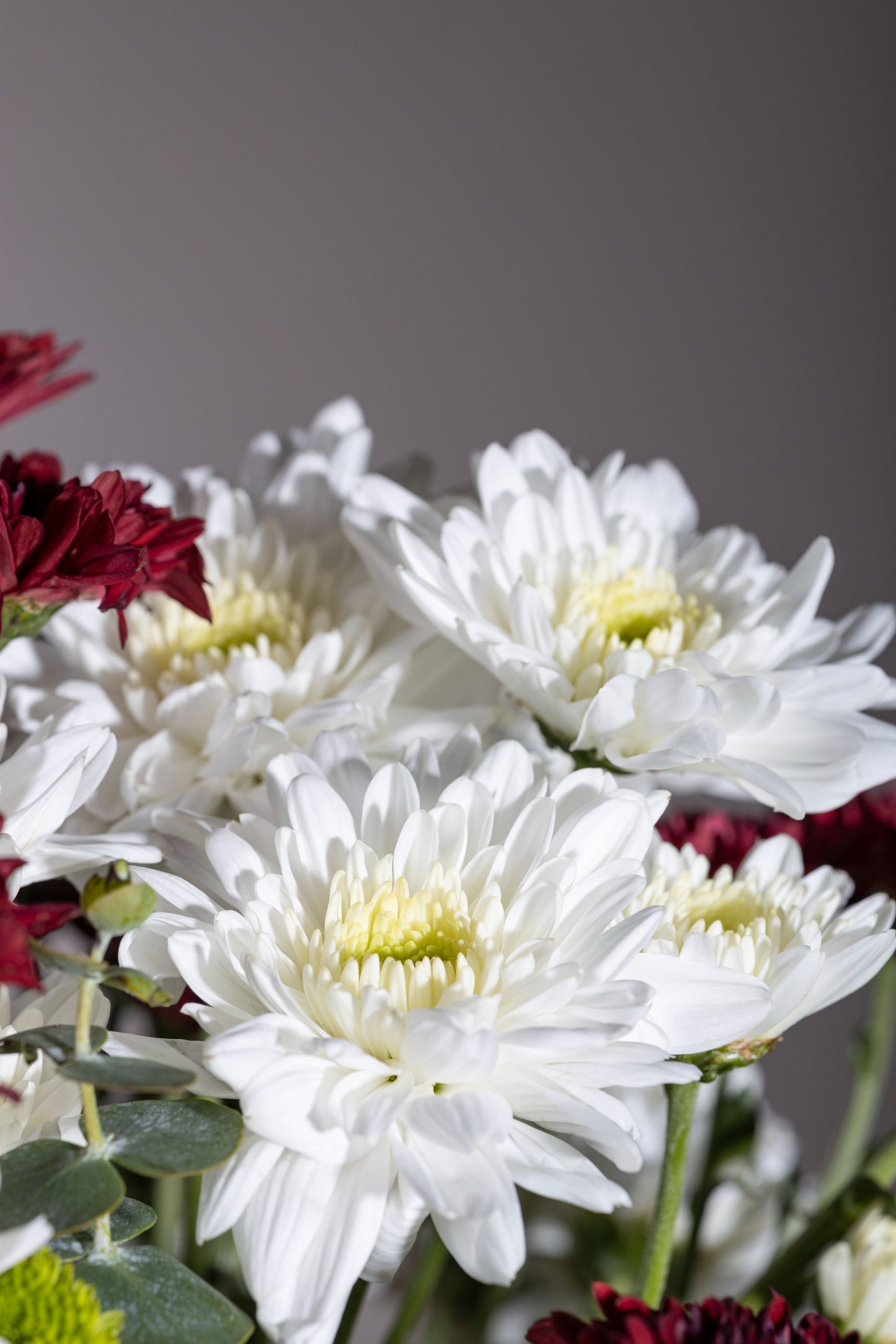 Ruddy Glow - A glowing pickle jar with Red and White Chrysanthemum flowers and fresh Silver Dollar Eucalyptus stems | Flower delivery in Bengaluru, Buy flower bouquets online in Bengaluru, Same-day flower delivery Bengaluru, Online florist Bengaluru, Order flowers online Bengaluru, Luxury flower bouquet in Bengaluru