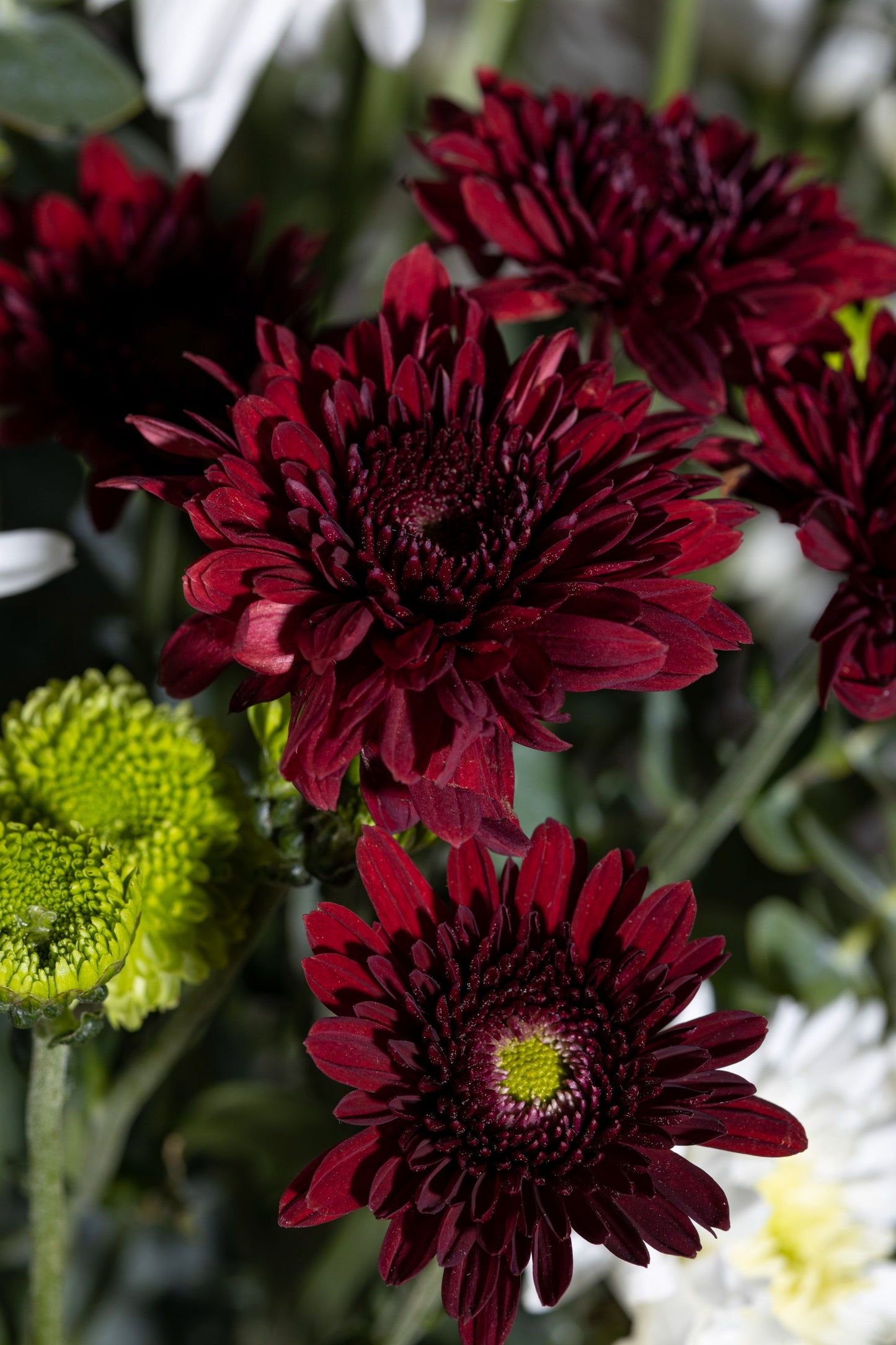 Ruddy Glow - A glowing pickle jar with Red and White Chrysanthemum flowers and fresh Silver Dollar Eucalyptus stems | Flower delivery in Bengaluru, Buy flower bouquets online in Bengaluru, Same-day flower delivery Bengaluru, Online florist Bengaluru, Order flowers online Bengaluru, Luxury flower bouquet in Bengaluru