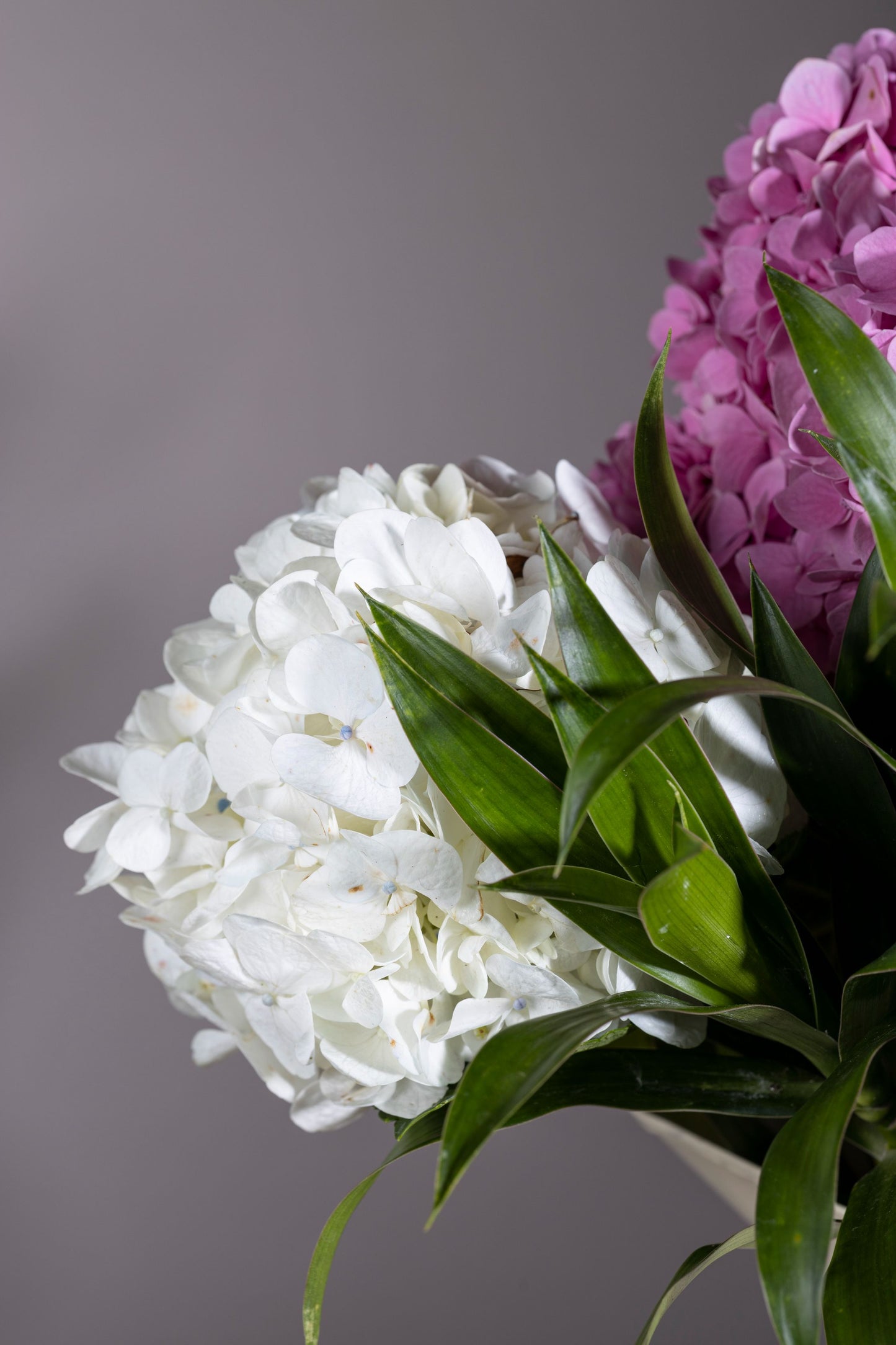 PURE AND SIMPLE bouquet with mixed colour Hydrangea bunches and Pink Oriental Lilies in a powder-coated tin – Flower delivery in Bengaluru, Buy flower bouquets online in Bengaluru, Same-day flower delivery Bengaluru, Online florist Bengaluru, Order flowers online Bengaluru, Luxury flower bouquet in Bengaluru