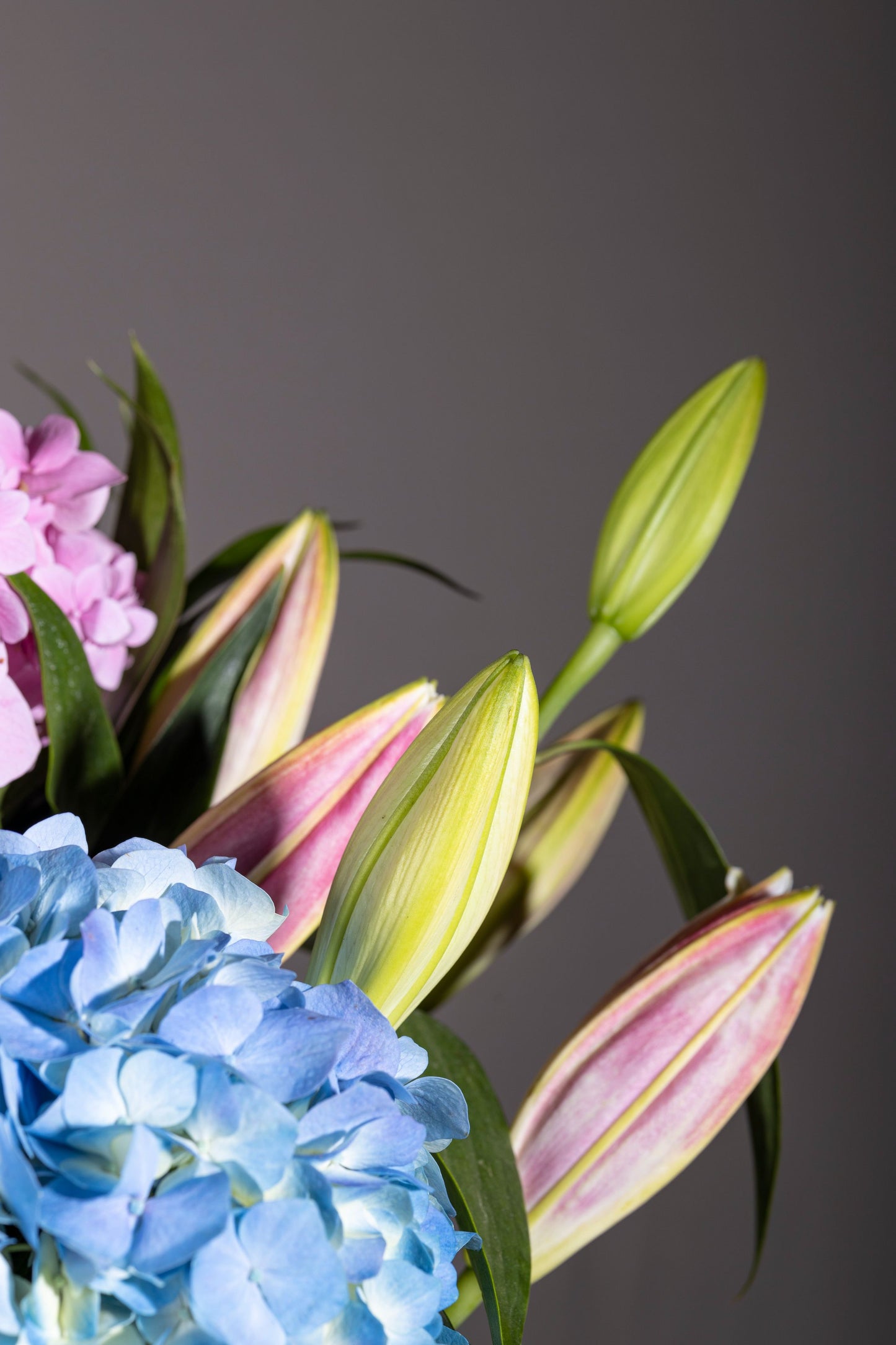 PURE AND SIMPLE bouquet with mixed colour Hydrangea bunches and Pink Oriental Lilies in a powder-coated tin – Flower delivery in Bengaluru, Buy flower bouquets online in Bengaluru, Same-day flower delivery Bengaluru, Online florist Bengaluru, Order flowers online Bengaluru, Luxury flower bouquet in Bengaluru