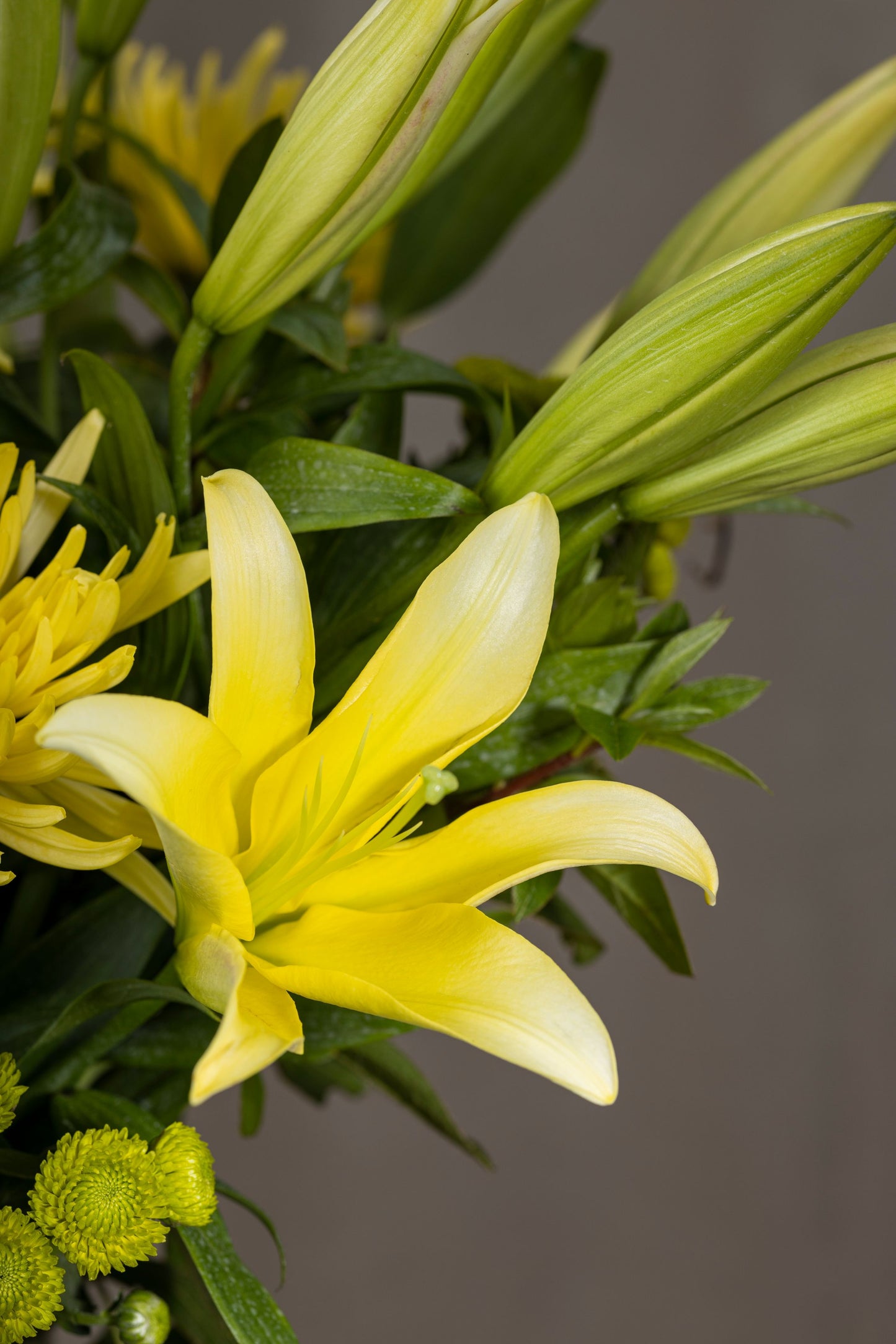 Sun Drenched - A radiant bouquet featuring yellow Oriental Lilies, large Chrysanthemum flowers, and green Chrysanthemum buds | Flower delivery in Bengaluru | Buy flower bouquets online Bengaluru | Same-day flower delivery Bengaluru | Online florist Bengaluru | Order flowers online Bengaluru | Luxury flower bouquet in Bengaluru