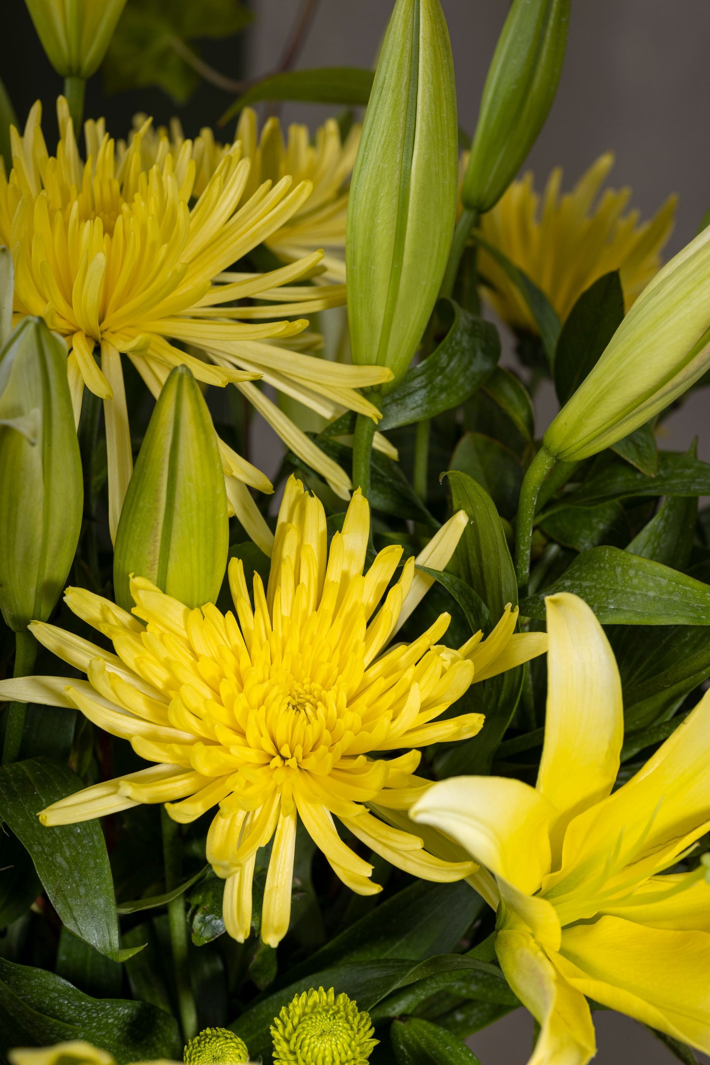 Sun Drenched - A radiant bouquet featuring yellow Oriental Lilies, large Chrysanthemum flowers, and green Chrysanthemum buds | Flower delivery in Bengaluru | Buy flower bouquets online Bengaluru | Same-day flower delivery Bengaluru | Online florist Bengaluru | Order flowers online Bengaluru | Luxury flower bouquet in Bengaluru