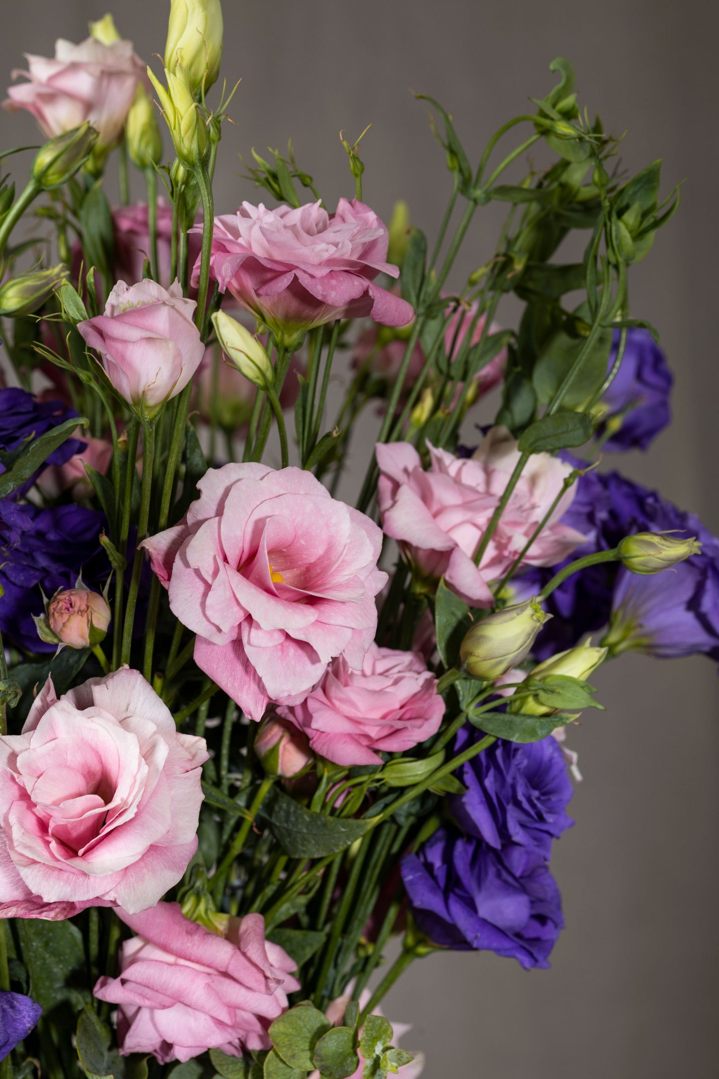 DIVINE EUSTOMA - A divine and uplifting floral arrangement of enduring Pink and Purple Lisianthus flowers in a tall glass vase. Perfect for Birthdays, Anniversaries, Thank You, Congratulations, New Baby, and Condolence. Flower delivery in Bengaluru, Buy flower bouquets online Bengaluru, Same-day flower delivery Bengaluru, Online florist Bengaluru, Order flowers online Bengaluru, Luxury flower bouquet in Bengaluru