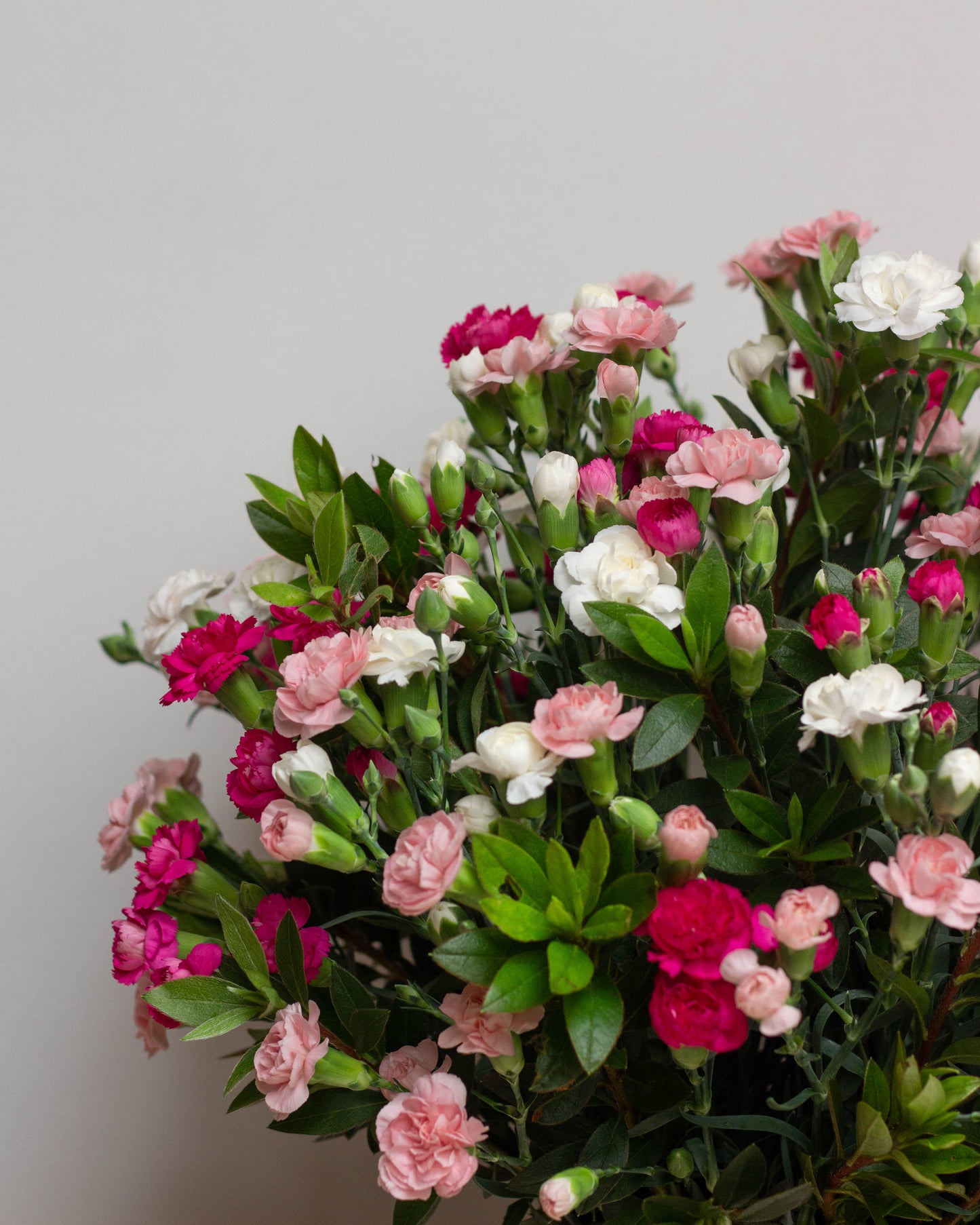 ALL OF ME – A luxurious and cozy arrangement of pink and white spray carnations with dark pink spray carnations, beautifully complemented by lush green fillers. Perfect for Valentine’s Day, birthdays, anniversaries, congratulations, new baby celebrations, and thank you gifts. Flower delivery in Bengaluru | Buy flower bouquets online Bengaluru | Same-day flower delivery Bengaluru | Online florist Bengaluru | Order flowers online Bengaluru | Luxury flower bouquet in Bengaluru