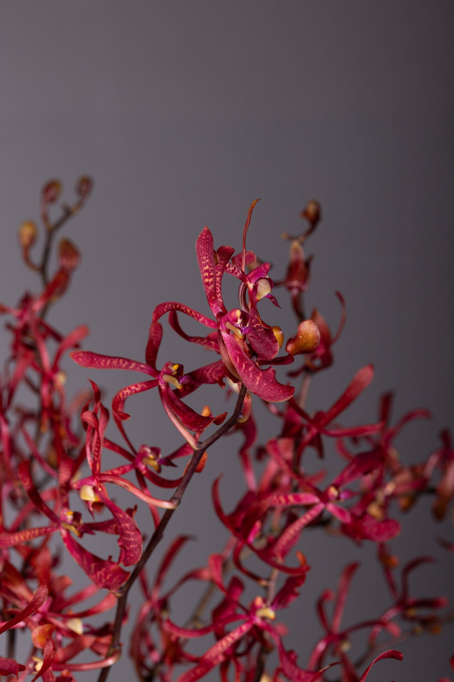 Charming – Best bouquet flowers in Bengaluru featuring delicate sprigs of fresh spider orchids in a beautiful vase, spreading joy and elegance with their farm-nurtured beauty