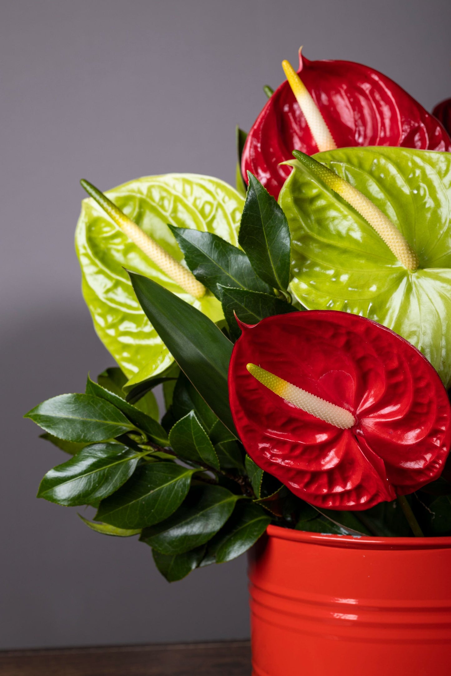 Delight – Best bouquet flowers featuring vibrant red and green Anthurium blooms in a custom color-coated metal tin, elegantly arranged with lush foliage for a stunning display