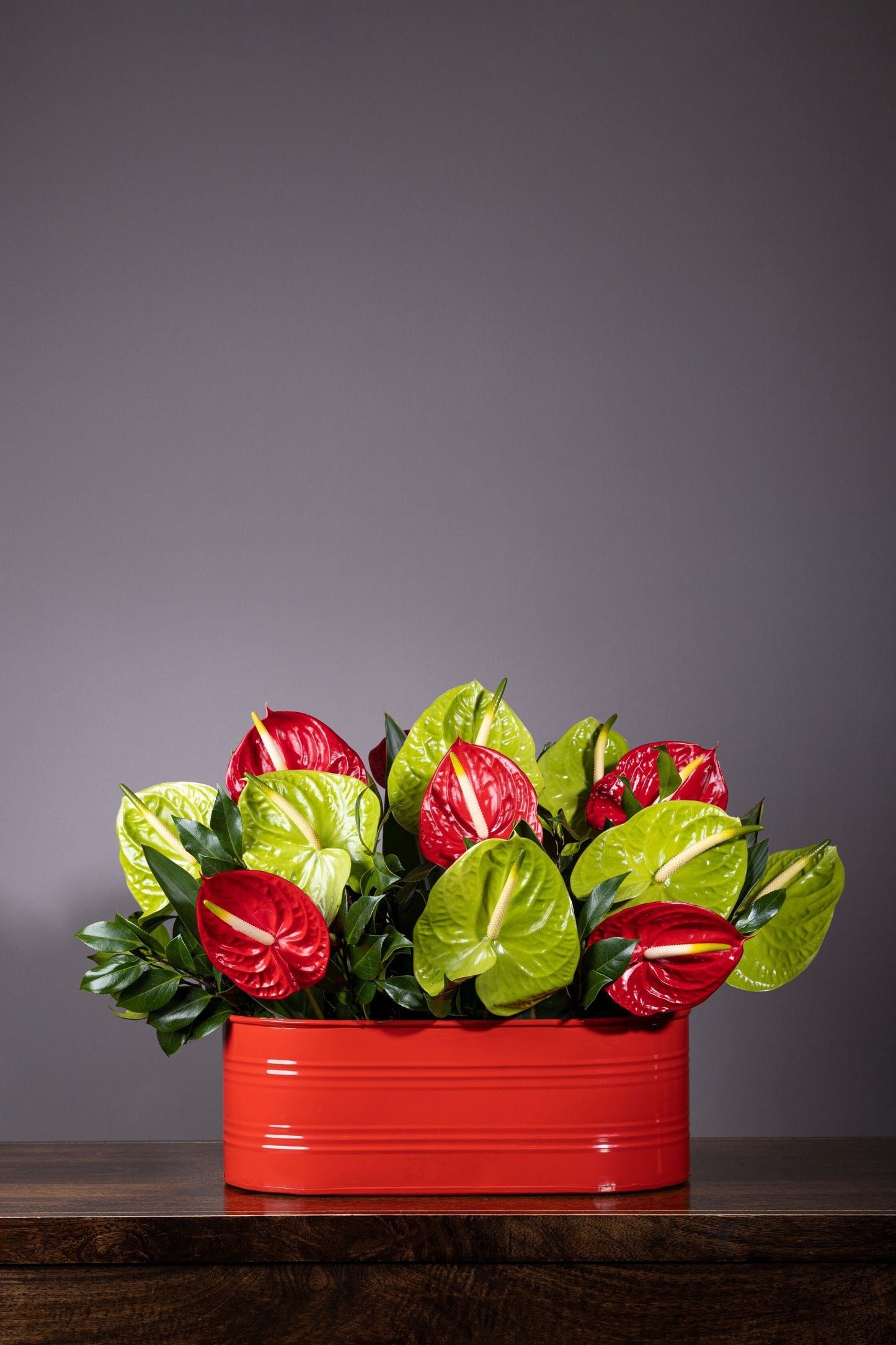 Delight – Best bouquet flowers featuring vibrant red and green Anthurium blooms in a custom color-coated metal tin, elegantly arranged with lush foliage for a stunning display