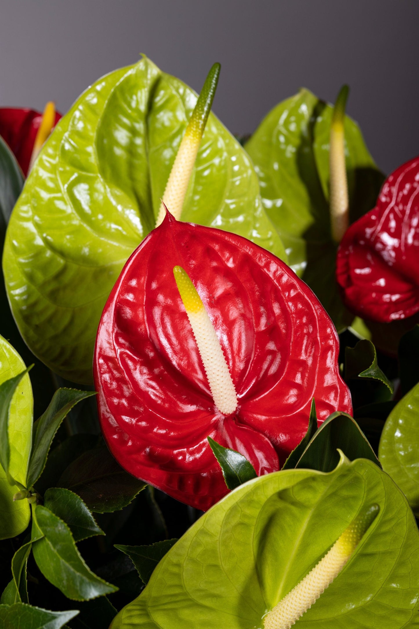 Delight – Best bouquet flowers featuring vibrant red and green Anthurium blooms in a custom color-coated metal tin, elegantly arranged with lush foliage for a stunning display