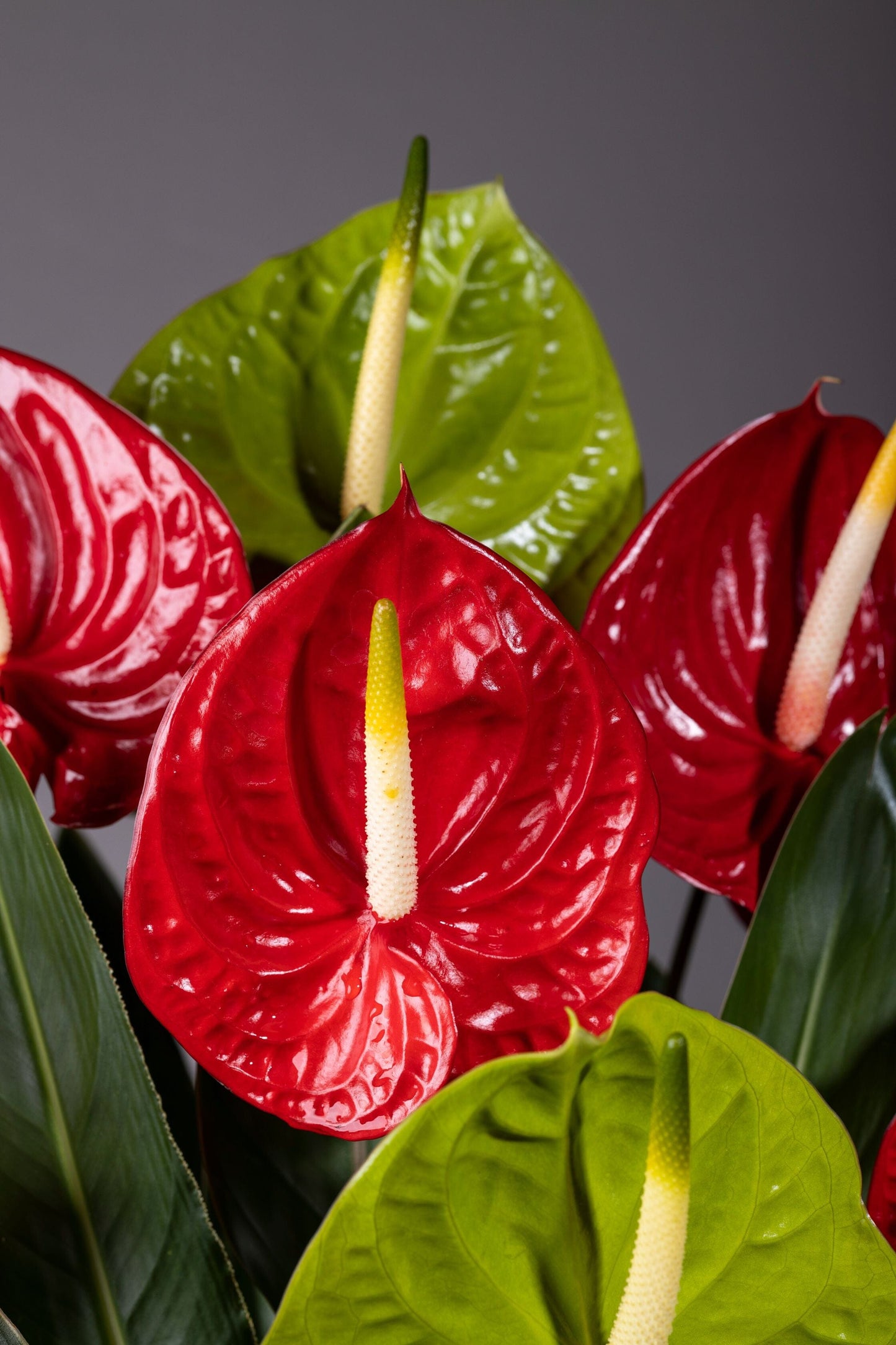 Enchanting Hearts – A tall glass vase filled with vibrant red and green Anthurium flowers, featuring their signature heart-shaped blooms, complemented by lush foliage for a stunning floral display