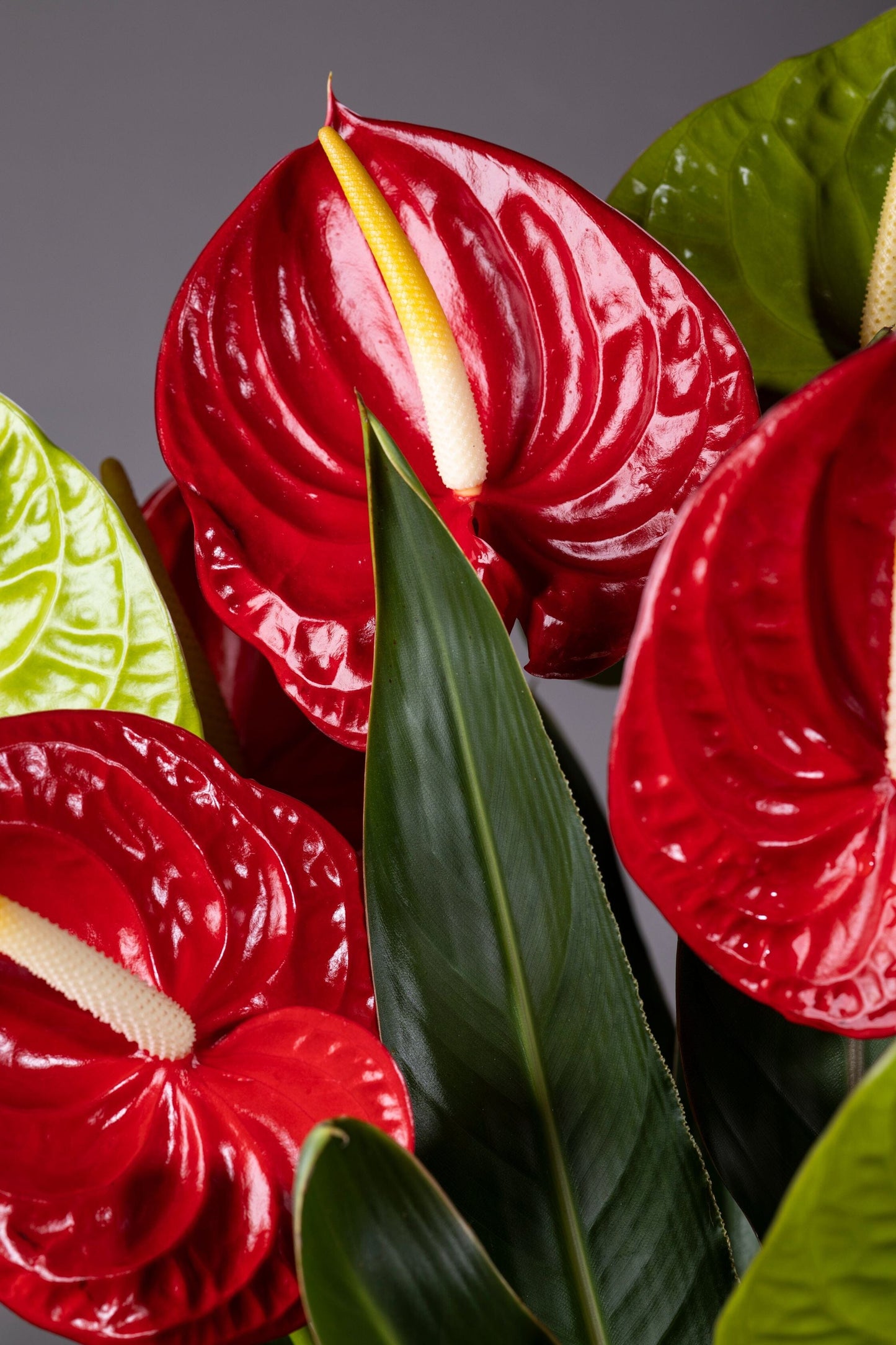 Enchanting Hearts – A tall glass vase filled with vibrant red and green Anthurium flowers, featuring their signature heart-shaped blooms, complemented by lush foliage for a stunning floral display