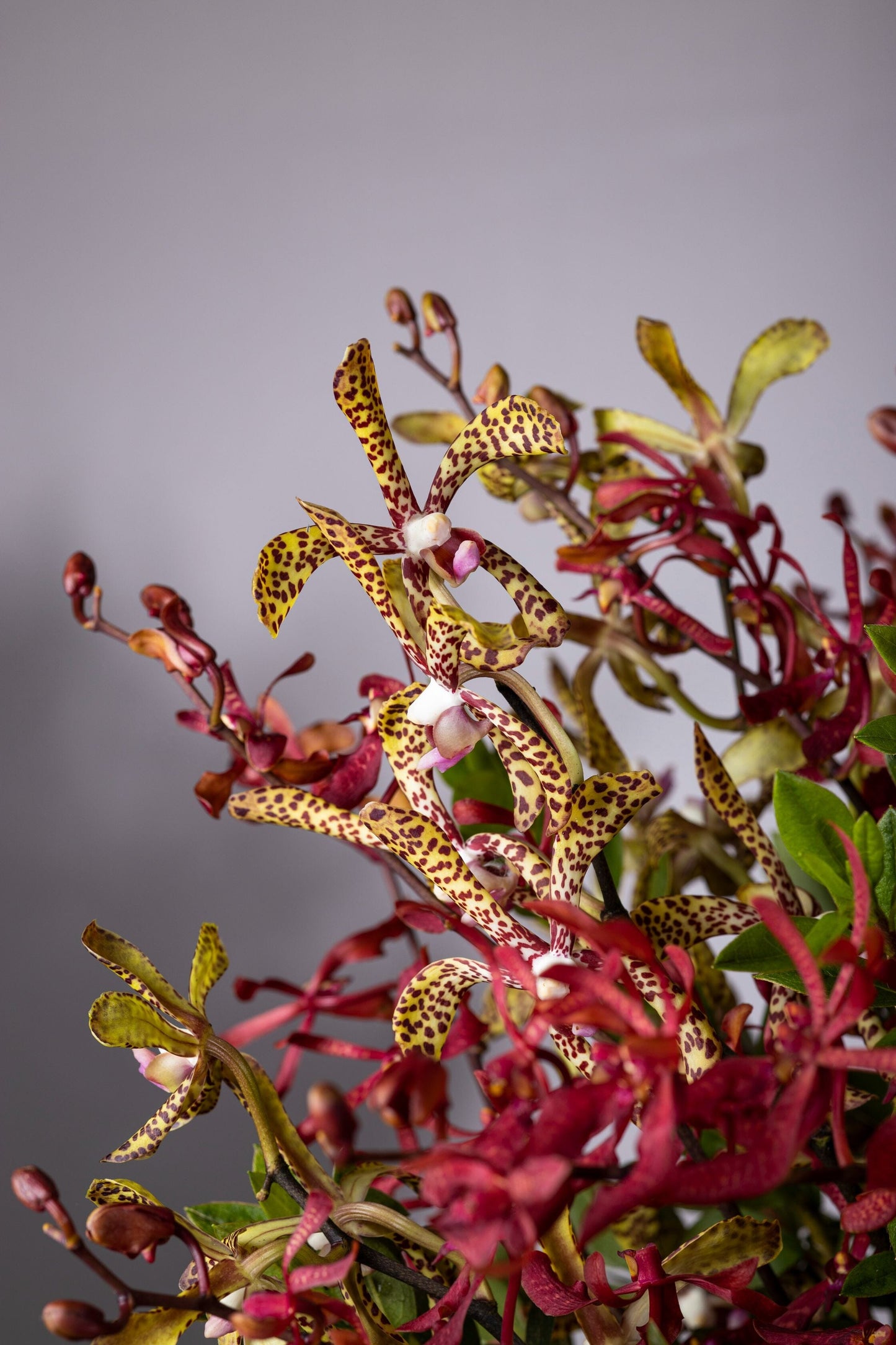 Festivity – Festivity best bouquet flowers in Bengaluru featuring a captivating blend of Spider Orchids and Tiger Orchids in a beautifully leaf-lined glass vase, perfect for Birthdays, Anniversaries, Thank You, Congratulations, and Get Well Soon gifts