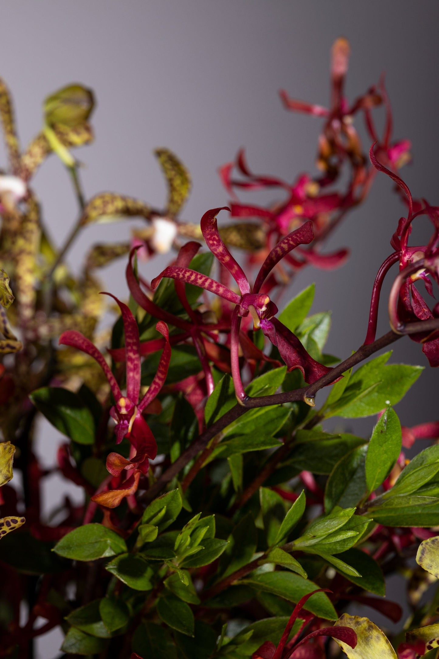 Festivity – Festivity best bouquet flowers in Bengaluru featuring a captivating blend of Spider Orchids and Tiger Orchids in a beautifully leaf-lined glass vase, perfect for Birthdays, Anniversaries, Thank You, Congratulations, and Get Well Soon gifts