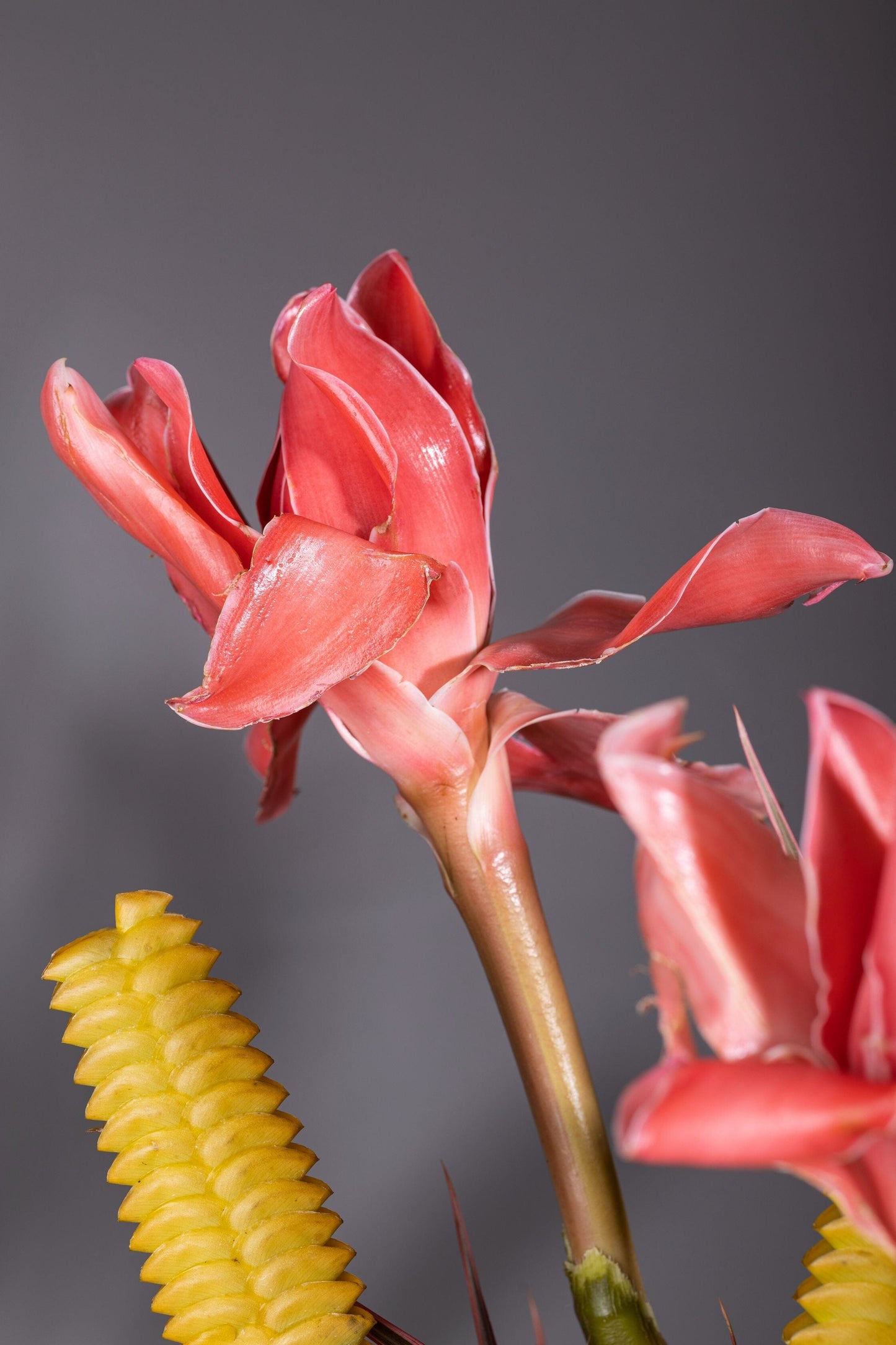 In Awe – In Awe bouquet flowers in Bengaluru featuring a tropical blend of Calatheas, Torch Gingers, and Dracaena fillers, perfect for Birthdays, Anniversaries, Thank You, and Congratulations gifts