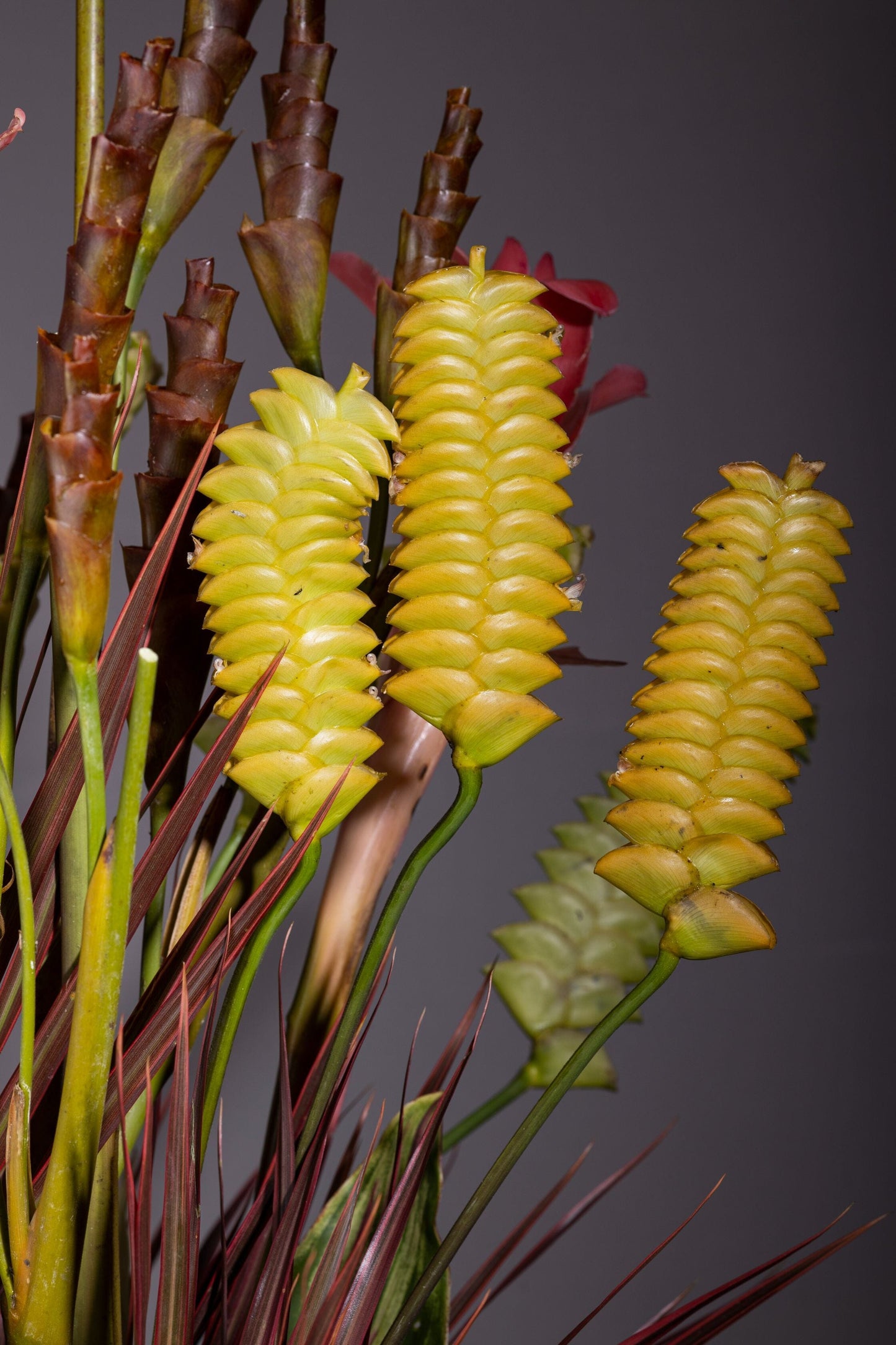 In Awe – In Awe bouquet flowers in Bengaluru featuring a tropical blend of Calatheas, Torch Gingers, and Dracaena fillers, perfect for Birthdays, Anniversaries, Thank You, and Congratulations gifts