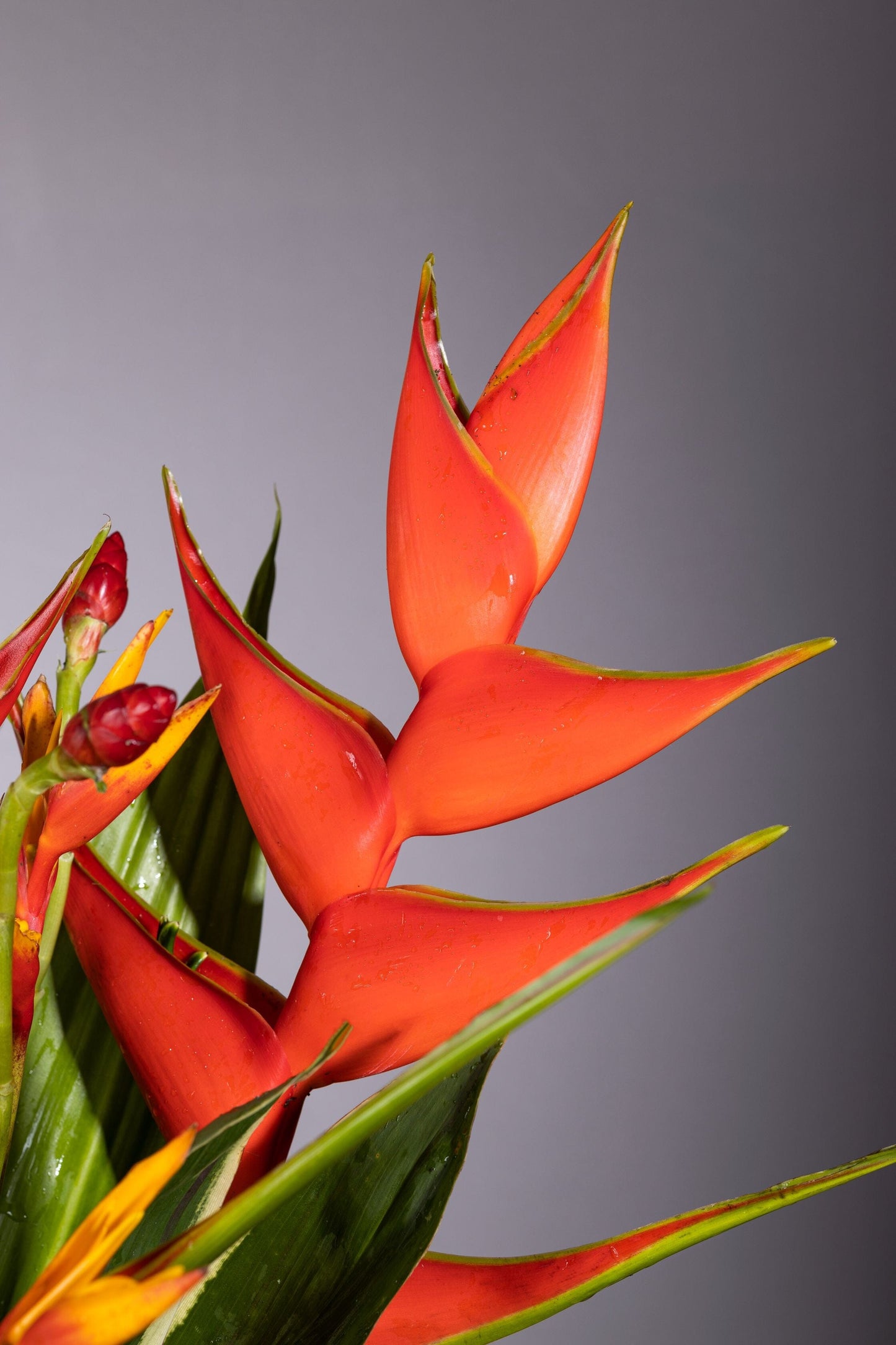Majestic Flower Bouquet | Luxury flower bouquet in Bengaluru, ohanafineflowers: Same-day delivery featuring a stunning arrangement of tropical Heliconias in a glass vase, elegantly set against a lush foliage backdrop, perfect for Birthdays, Anniversaries, Thank You, and Congratulations gifts