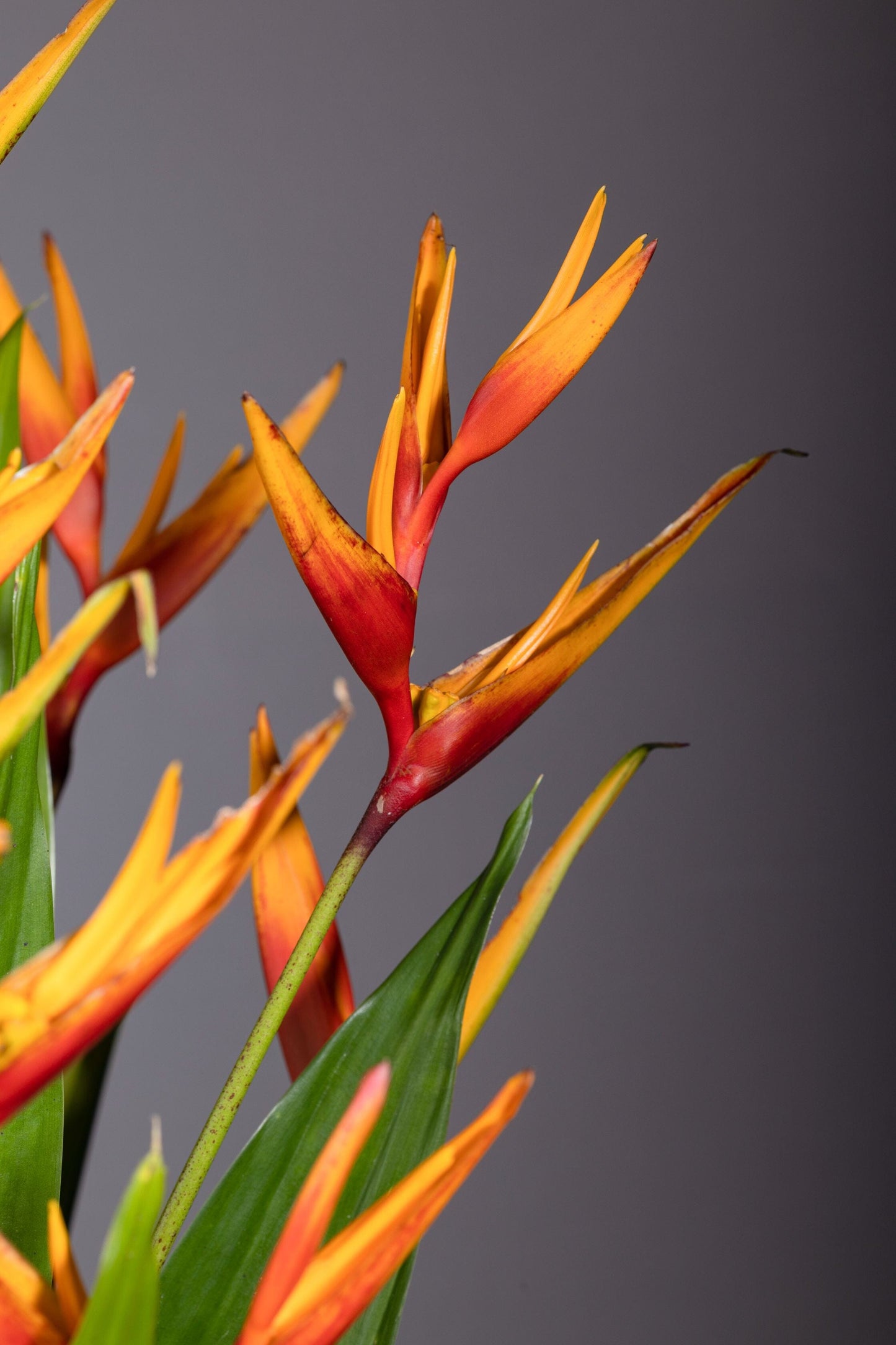 Million Smiles – Million Smiles best bouquet flowers in Bengaluru featuring a profusion of Baby Heliconia stems in a leaf-lined glass vase, complemented by lush foliage, perfect for Birthdays, Anniversaries, Thank You, Congratulations, and Get Well Soon gifts