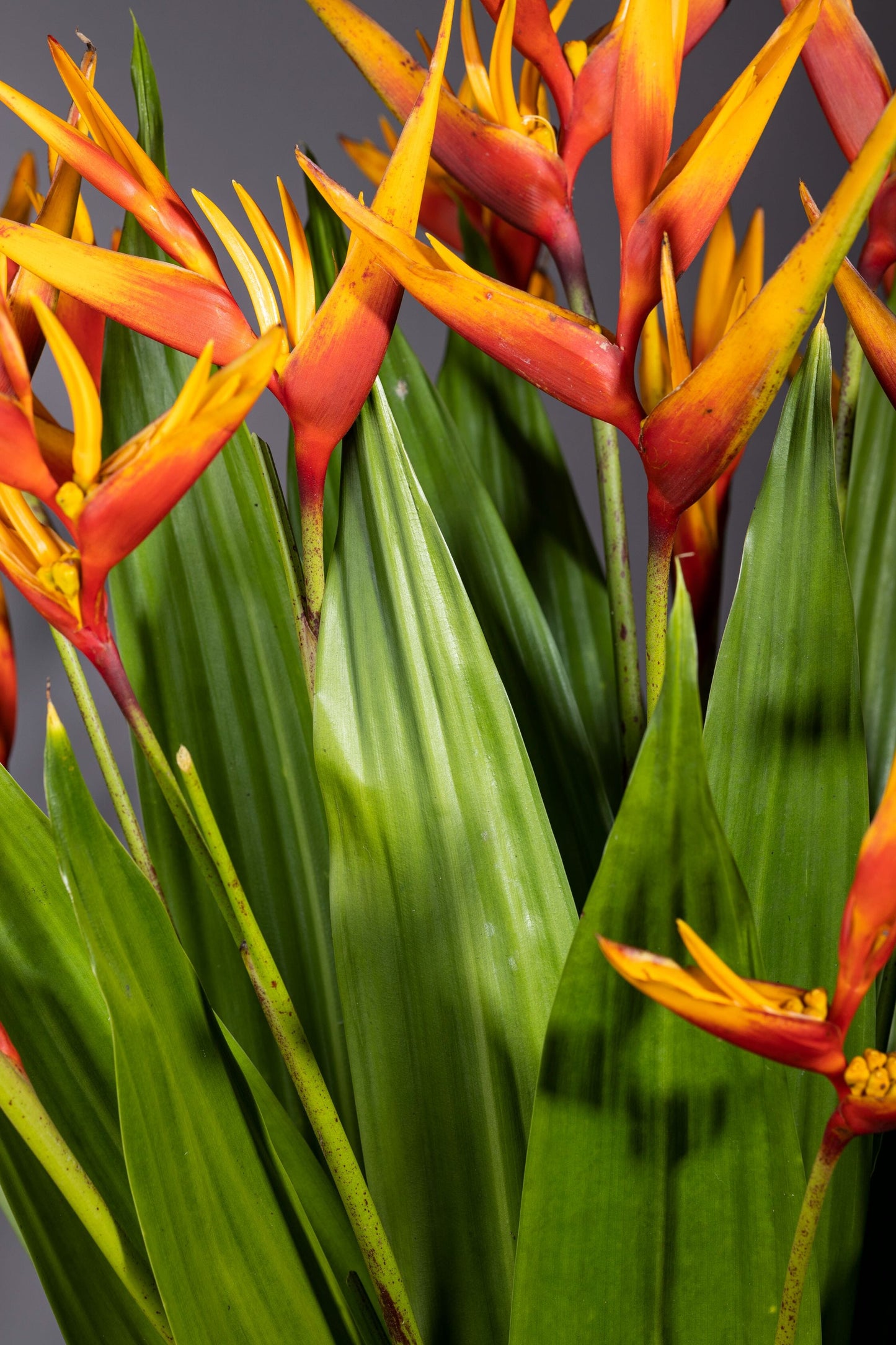 Million Smiles – Million Smiles best bouquet flowers in Bengaluru featuring a profusion of Baby Heliconia stems in a leaf-lined glass vase, complemented by lush foliage, perfect for Birthdays, Anniversaries, Thank You, Congratulations, and Get Well Soon gifts