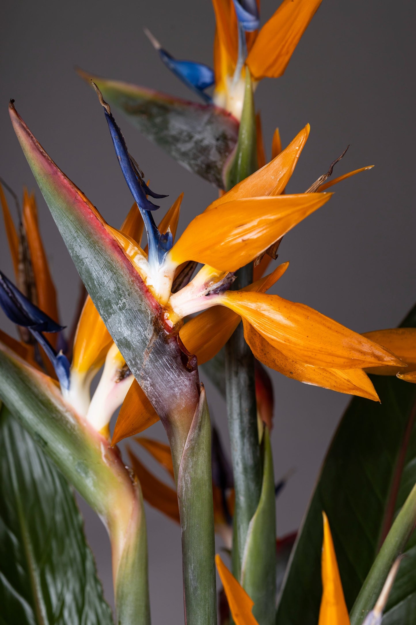 Orange Delight – A sleek glass vase featuring exotic Birds of Paradise flowers with fresh green leaves, creating a vibrant and elegant floral arrangement.