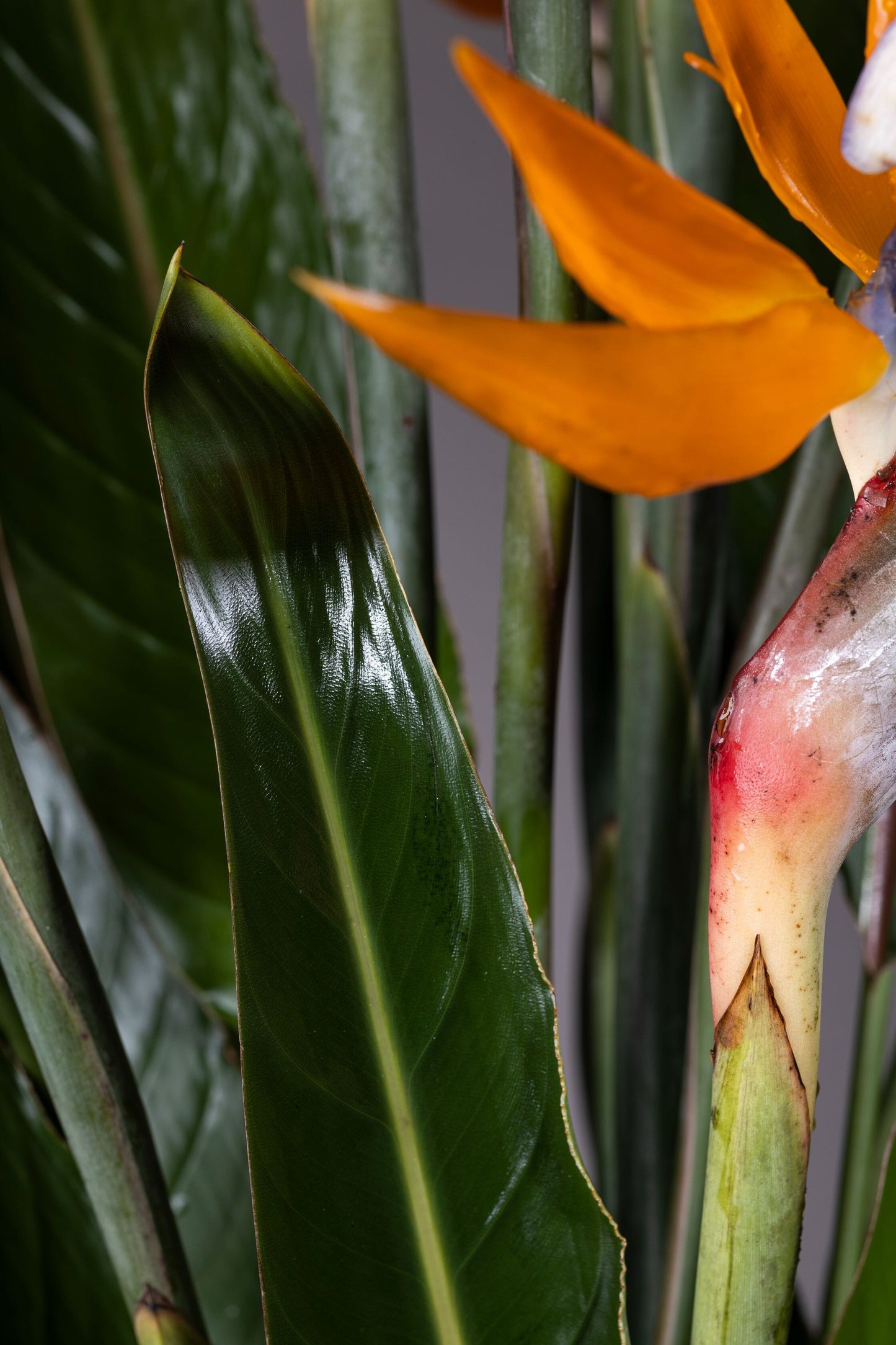 Orange Delight – A sleek glass vase featuring exotic Birds of Paradise flowers with fresh green leaves, creating a vibrant and elegant floral arrangement.