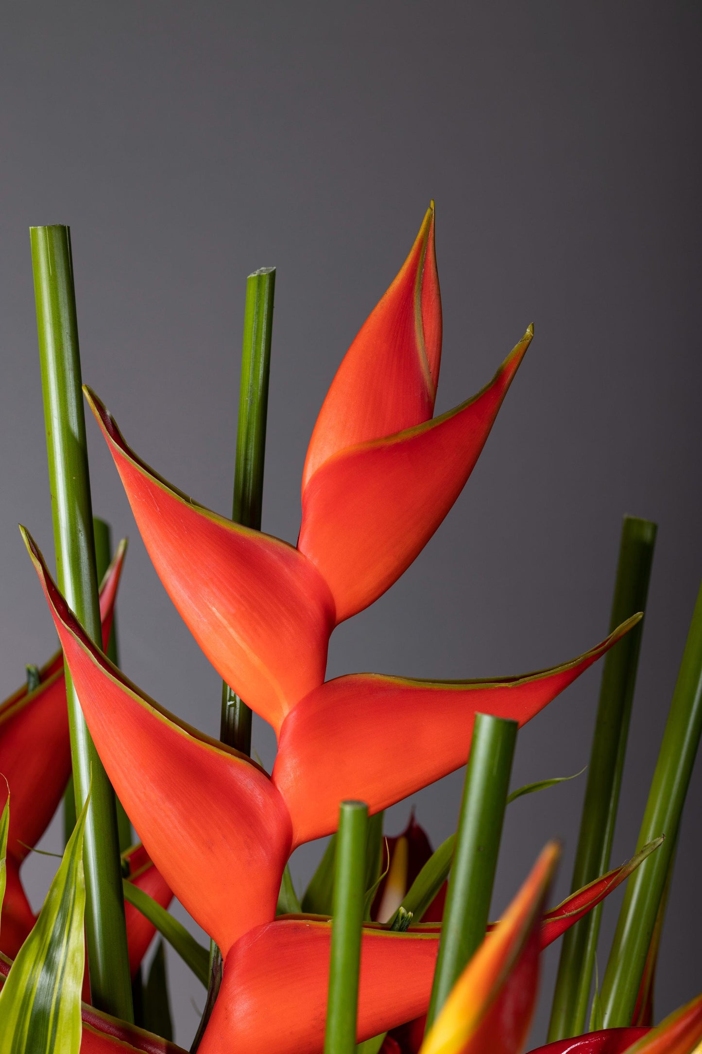 Rhapsody flower in bengaluru – A medium-height glass vase lined with lush leaves, showcasing tall and majestic Heliconia flowers in a striking fiery red hue, accented with unique foliage