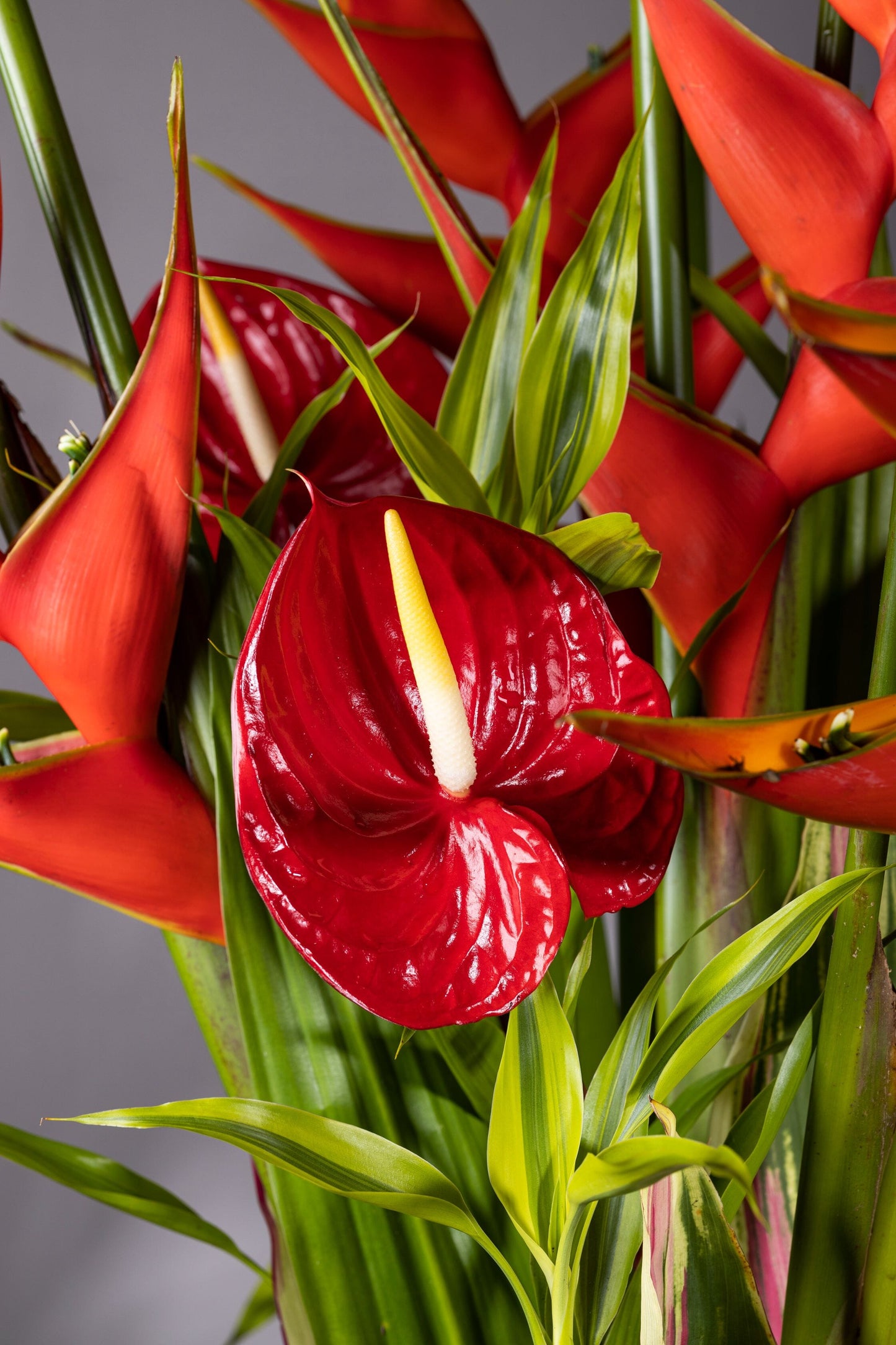 Rhapsody flower in bengaluru – A medium-height glass vase lined with lush leaves, showcasing tall and majestic Heliconia flowers in a striking fiery red hue, accented with unique foliage