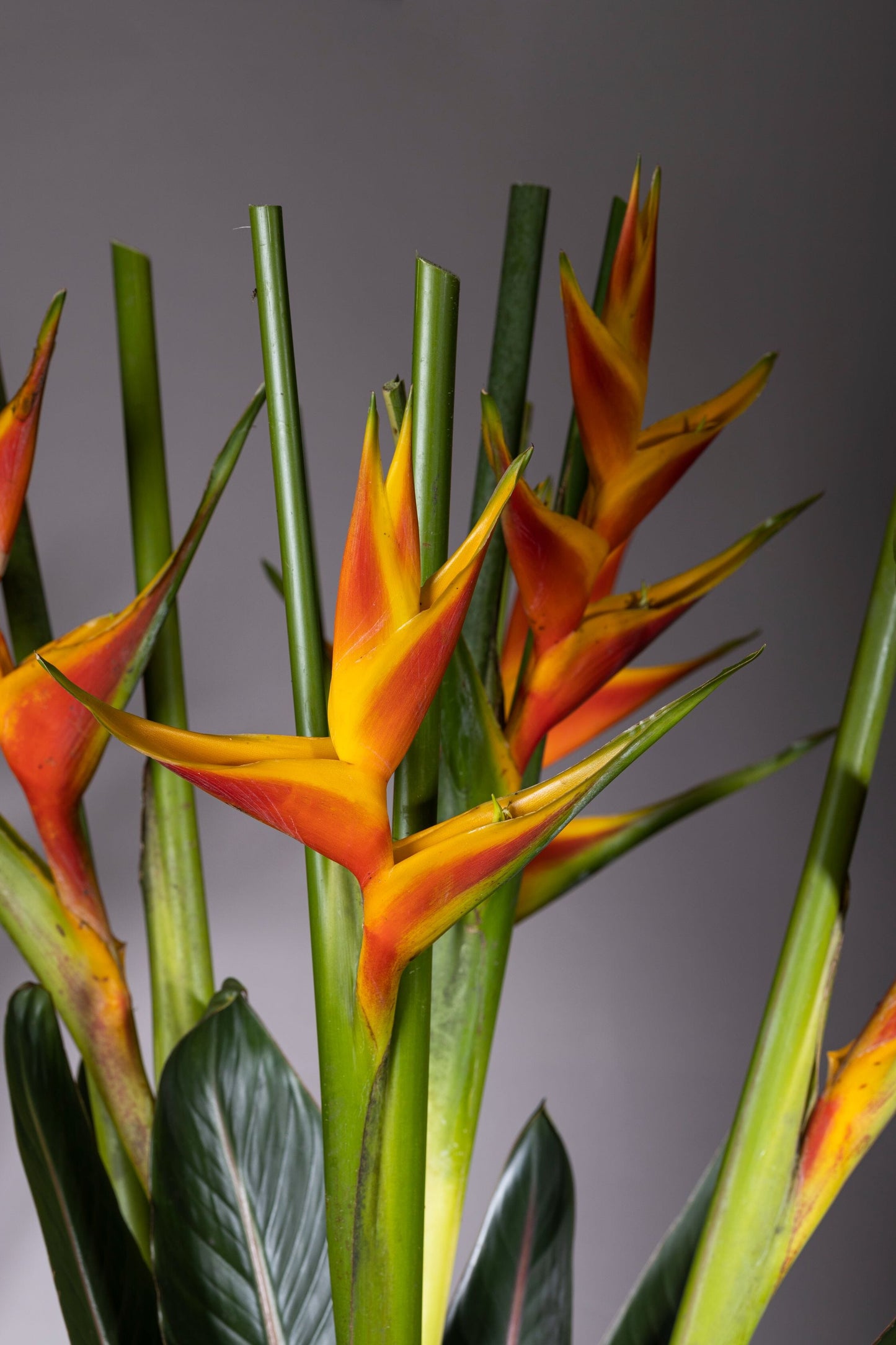 STATELY PRESENCE | ohanafineflowers: Best bouquet flowers in Bengaluru with same-day delivery, featuring a tall oval glass vase with majestic Heliconia flower stems and lush foliage, perfect for Birthdays, Anniversaries, Thank You, and Congratulations gifts