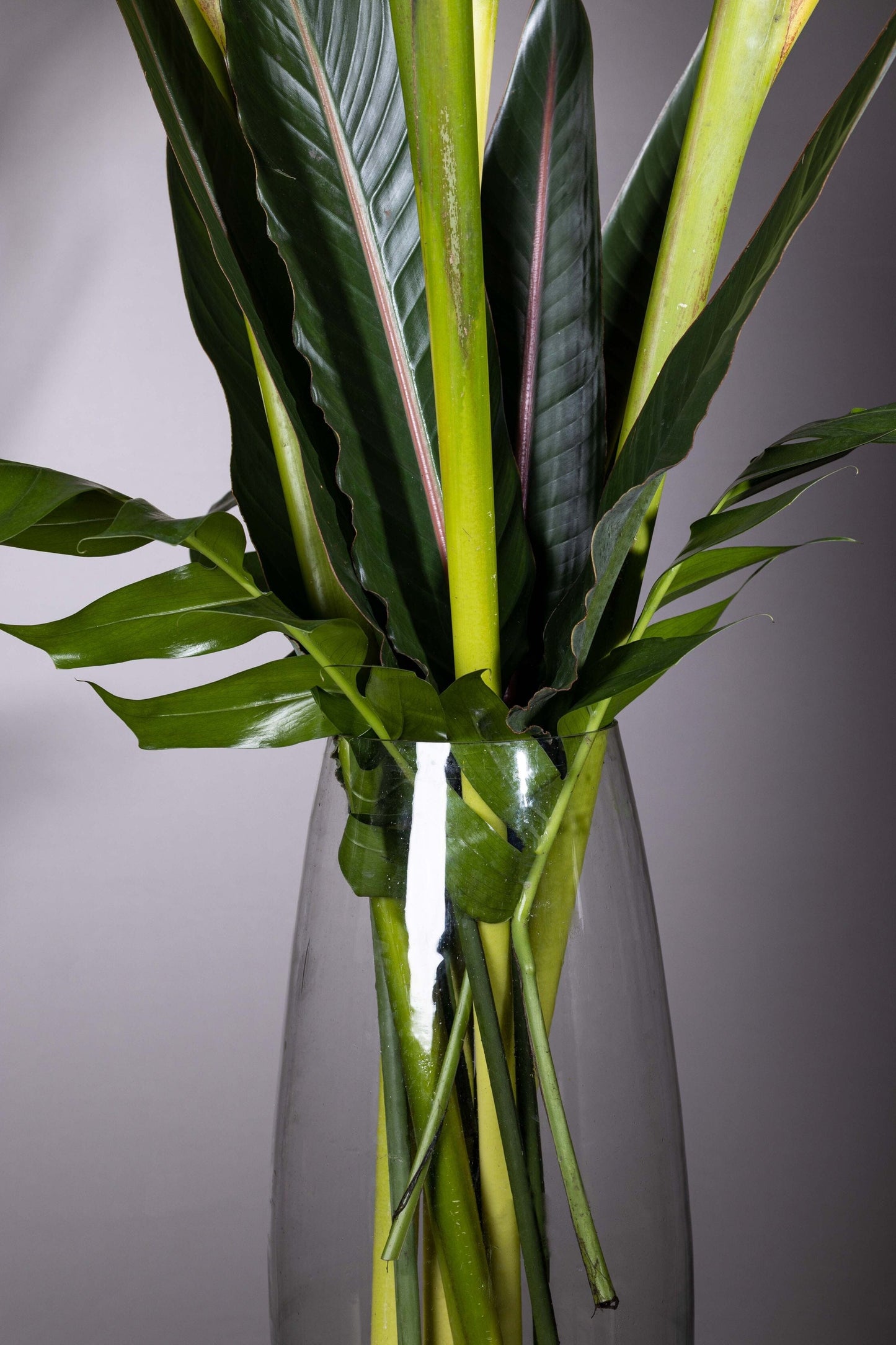 STATELY PRESENCE | ohanafineflowers: Best bouquet flowers in Bengaluru with same-day delivery, featuring a tall oval glass vase with majestic Heliconia flower stems and lush foliage, perfect for Birthdays, Anniversaries, Thank You, and Congratulations gifts