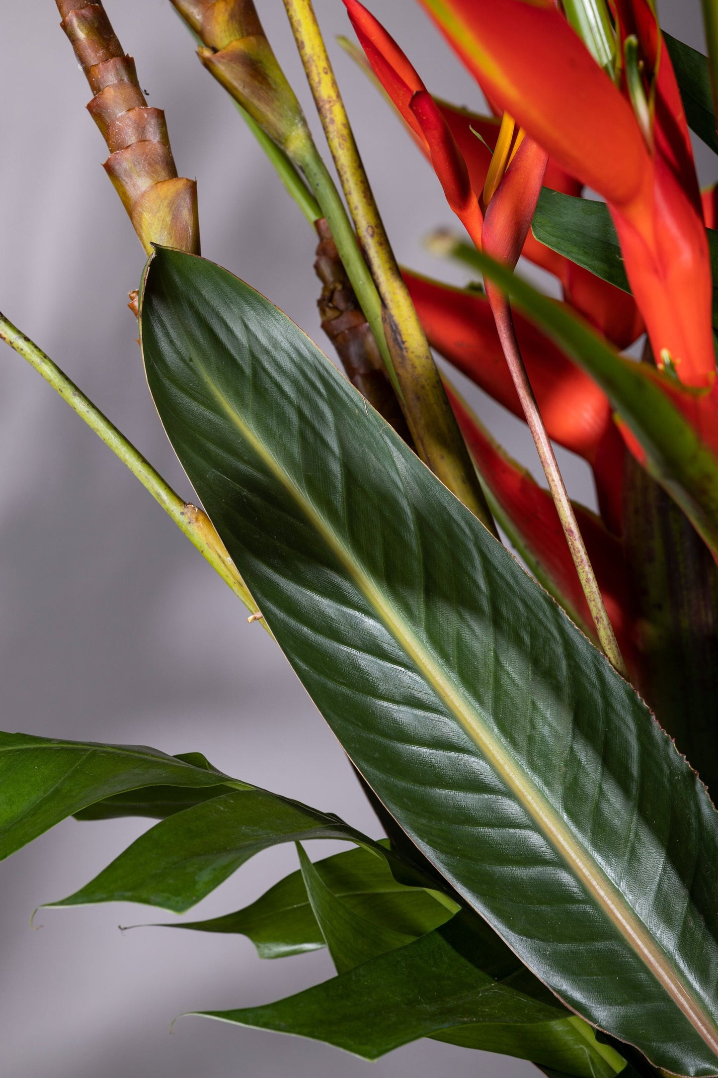 TROPICAL BEAUTY | Best bouquet flowers in Bengaluru, ohanafineflowers: Same-day delivery featuring majestic Heliconia stems and Calatheas in a beautiful biscuit jar, complemented by lush foliage, perfect for Birthdays, Anniversaries, Thank You, and Congratulations gifts