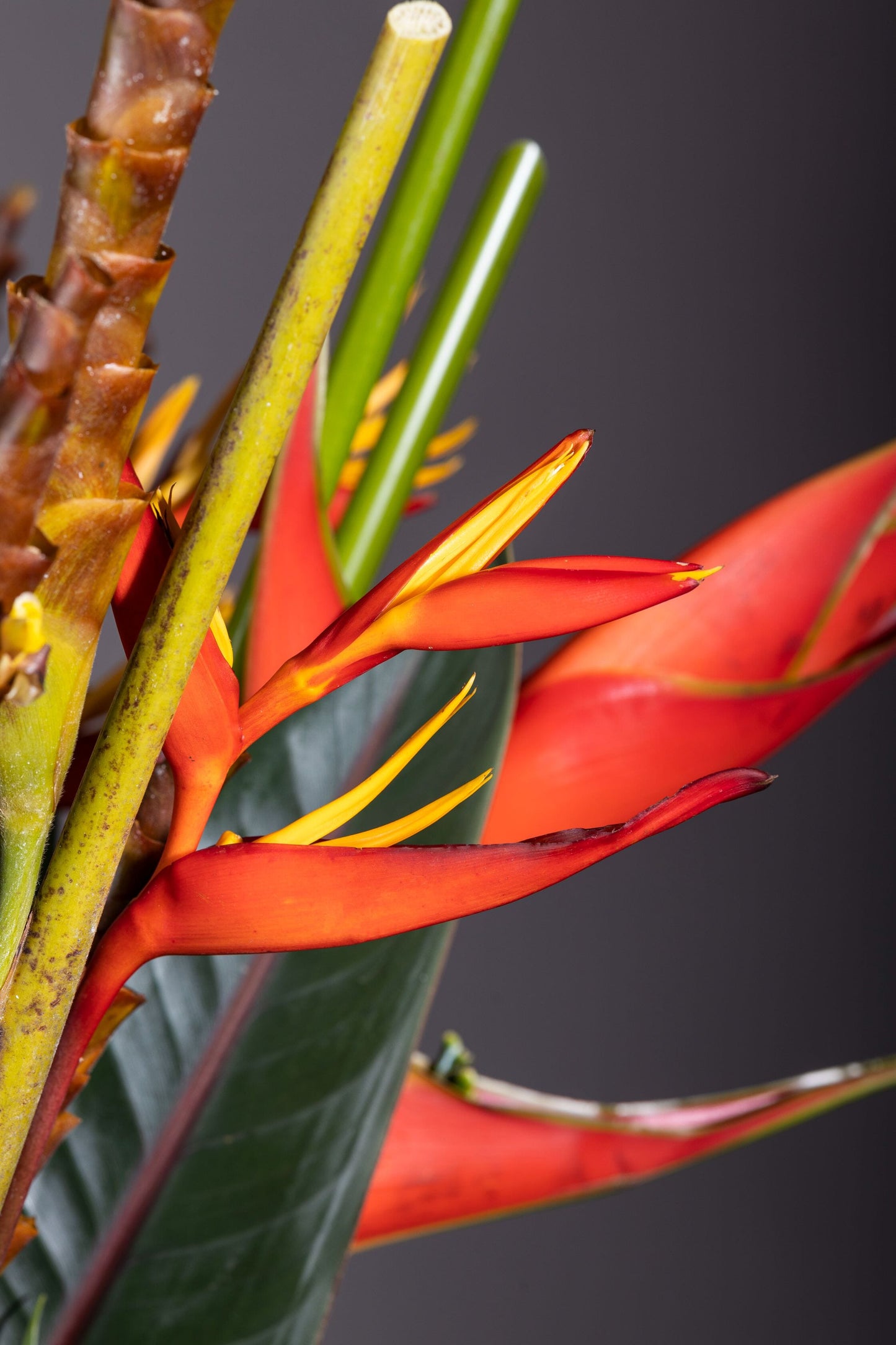 TROPICAL BEAUTY | Best bouquet flowers in Bengaluru, ohanafineflowers: Same-day delivery featuring majestic Heliconia stems and Calatheas in a beautiful biscuit jar, complemented by lush foliage, perfect for Birthdays, Anniversaries, Thank You, and Congratulations gifts