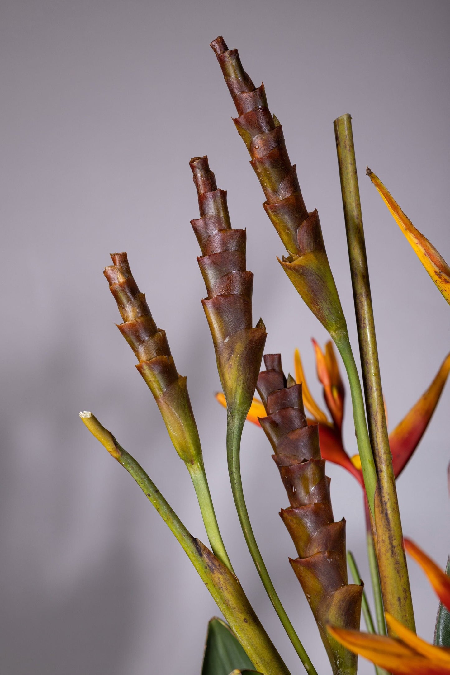 TROPICAL ESSENCE | Best bouquet flowers in Bengaluru, ohanafineflowers: Same-day delivery featuring a stunning blend of Calatheas and Baby Heliconia flowers in a medium-height square glass vase, accented with Bird of Paradise leaves, perfect for Birthdays, Anniversaries, Thank You, and Congratulations gifts
