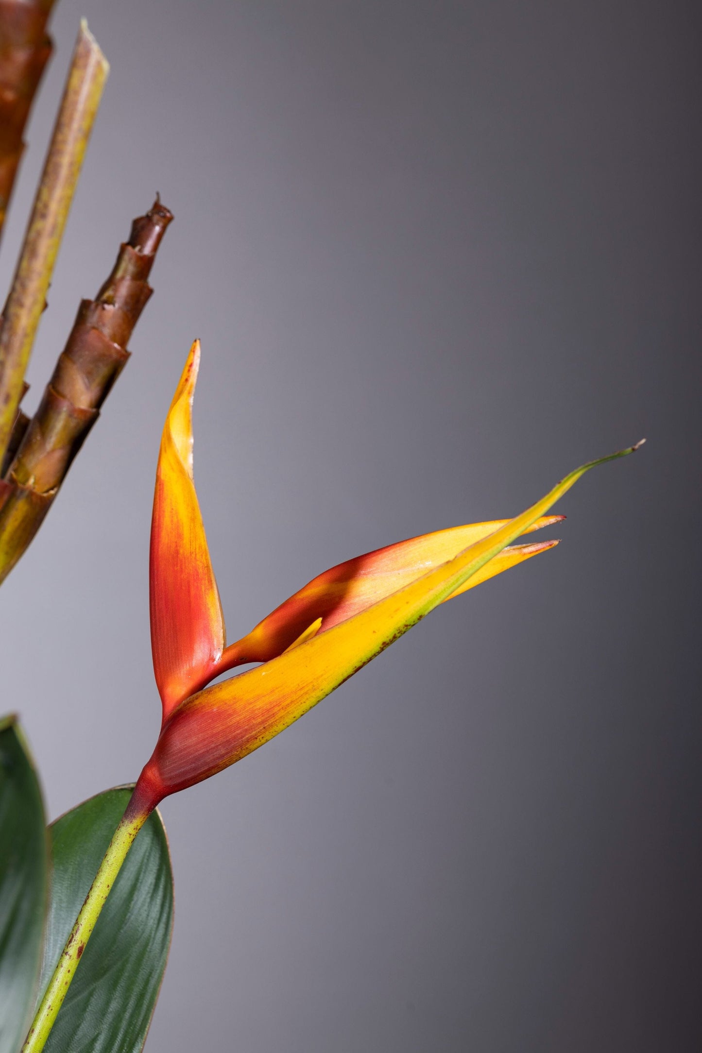 TROPICAL ESSENCE | Best bouquet flowers in Bengaluru, ohanafineflowers: Same-day delivery featuring a stunning blend of Calatheas and Baby Heliconia flowers in a medium-height square glass vase, accented with Bird of Paradise leaves, perfect for Birthdays, Anniversaries, Thank You, and Congratulations gifts